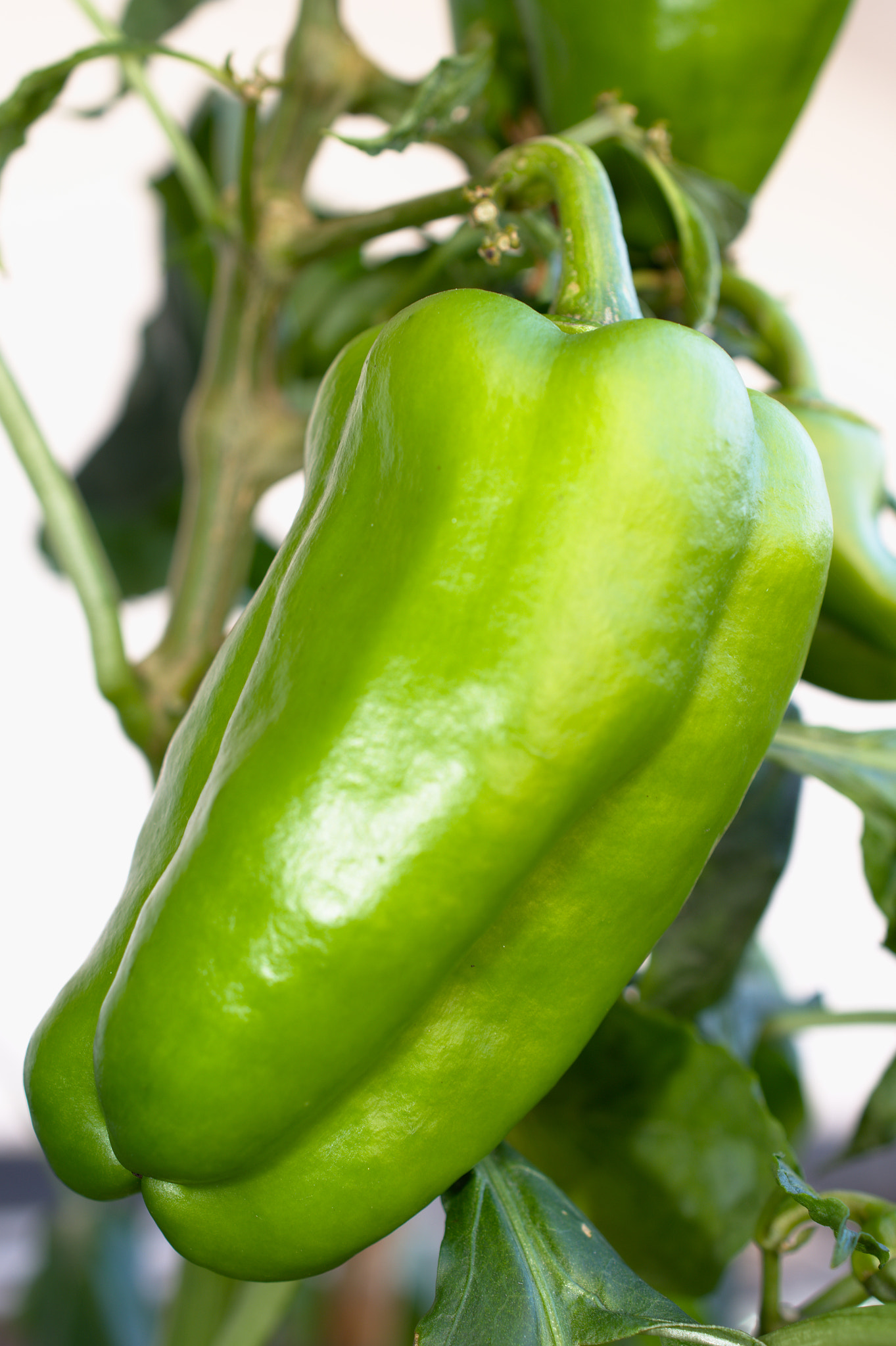 Nikon AF-S DX Micro Nikkor 40mm F2.8 sample photo. Capsicum annuum photography