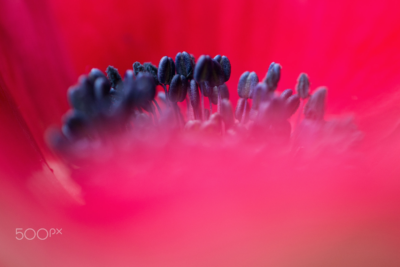 Nikon AF-S DX Micro Nikkor 40mm F2.8 sample photo. Anemone photography