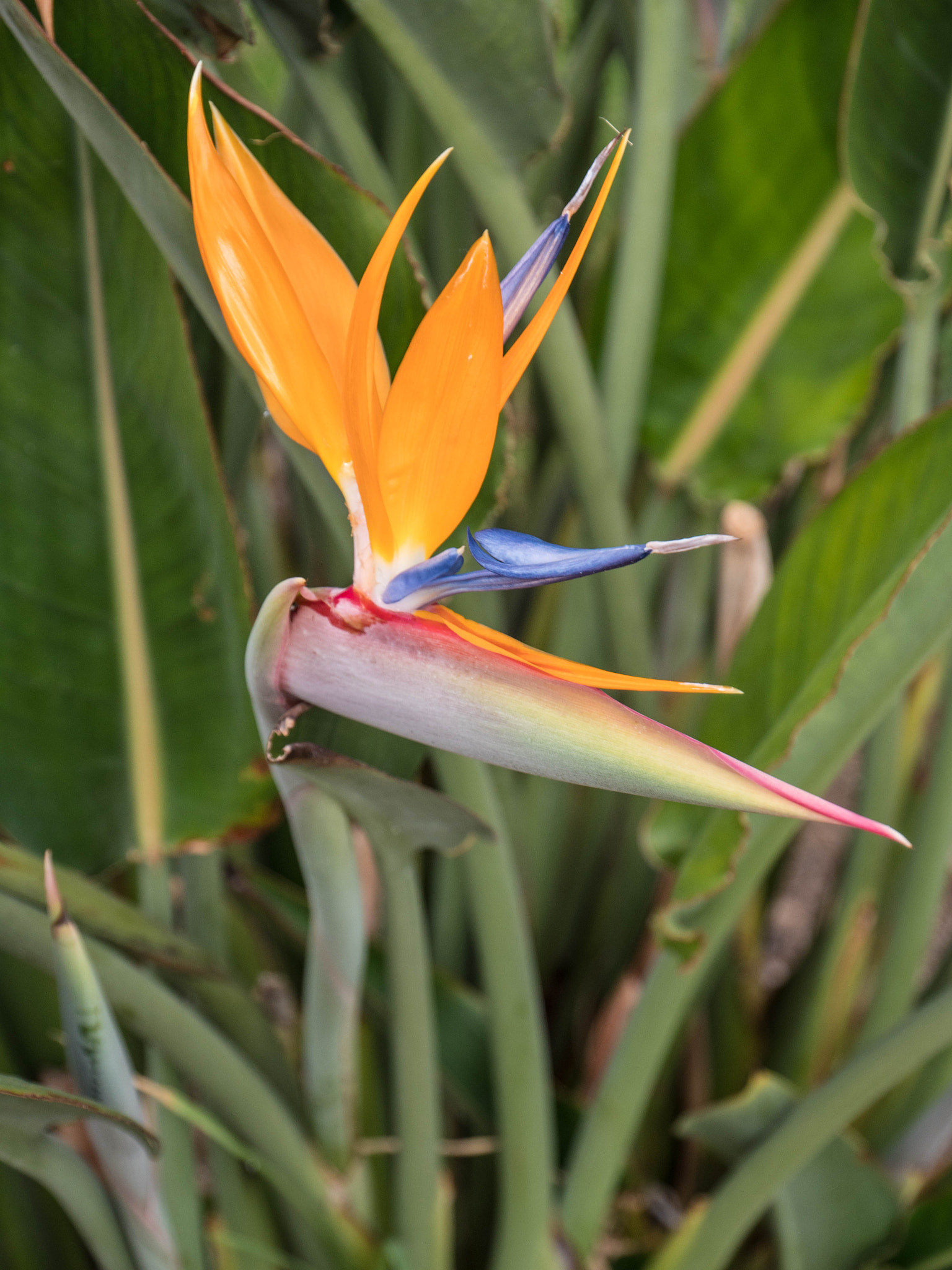 Panasonic Lumix DMC-GX8 sample photo. -1702_timafaya hotel042042.jpg photography