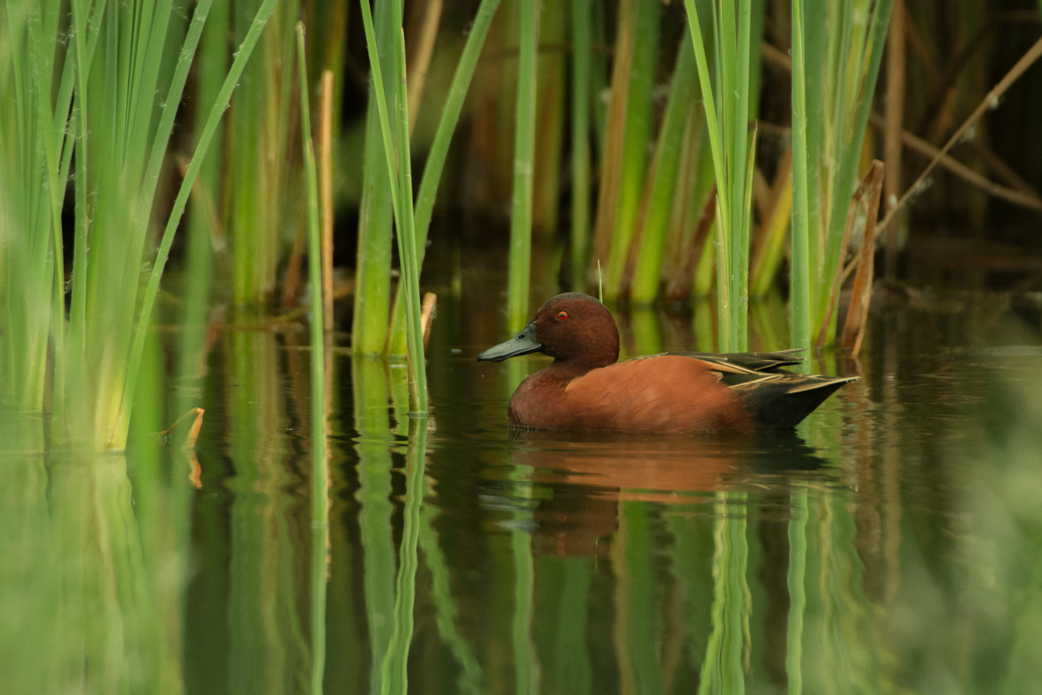 Nikon D7100 + Sigma APO 170-500mm F5-6.3 Aspherical RF sample photo. Cinnamon teal photography