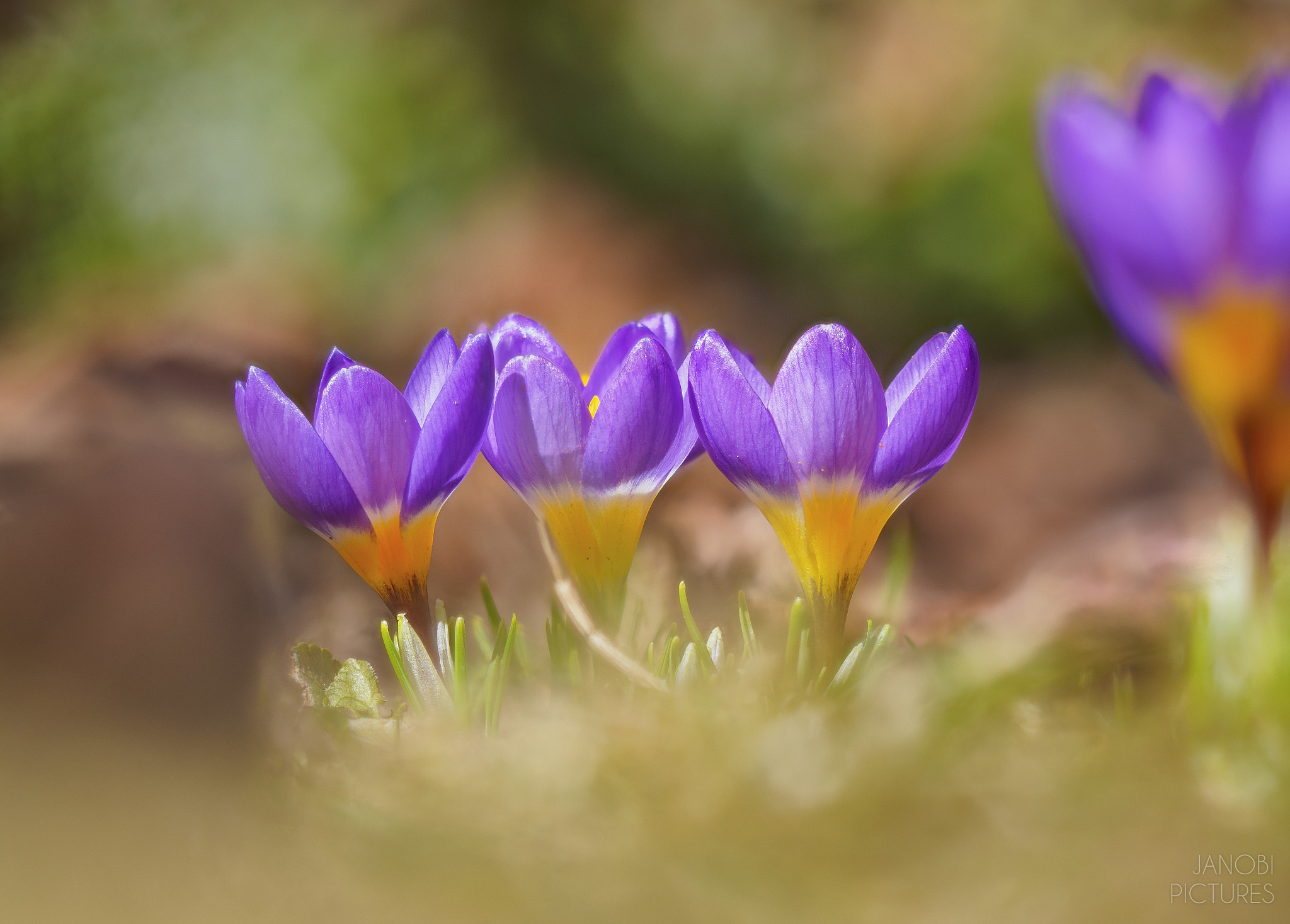 Olympus M.Zuiko Digital ED 60mm F2.8 Macro sample photo. ~ spring is here ~ photography