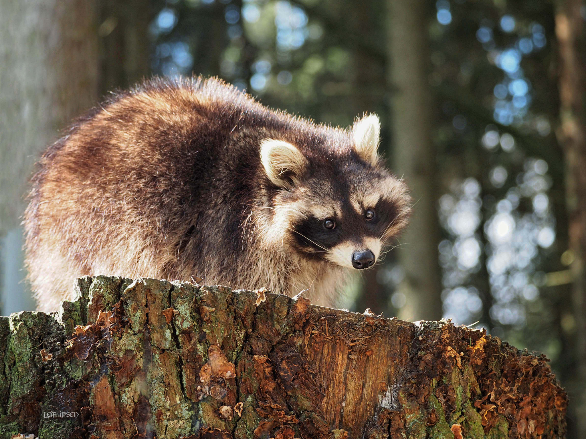 Olympus OM-D E-M10 sample photo. “forrest friends forever?“ photography