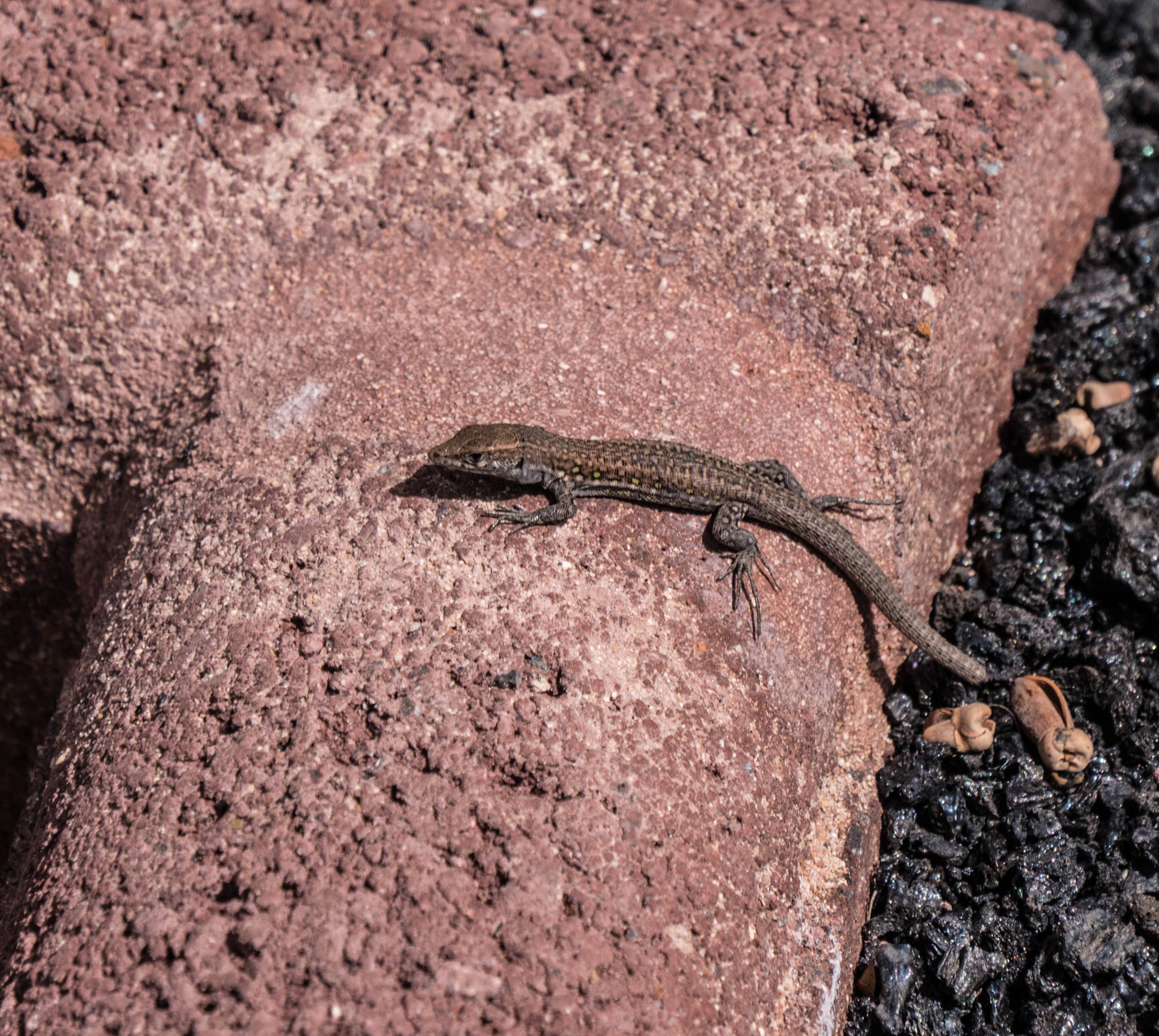 Panasonic Lumix DMC-GX8 sample photo. -1703_timafaya hotel094094.jpg photography