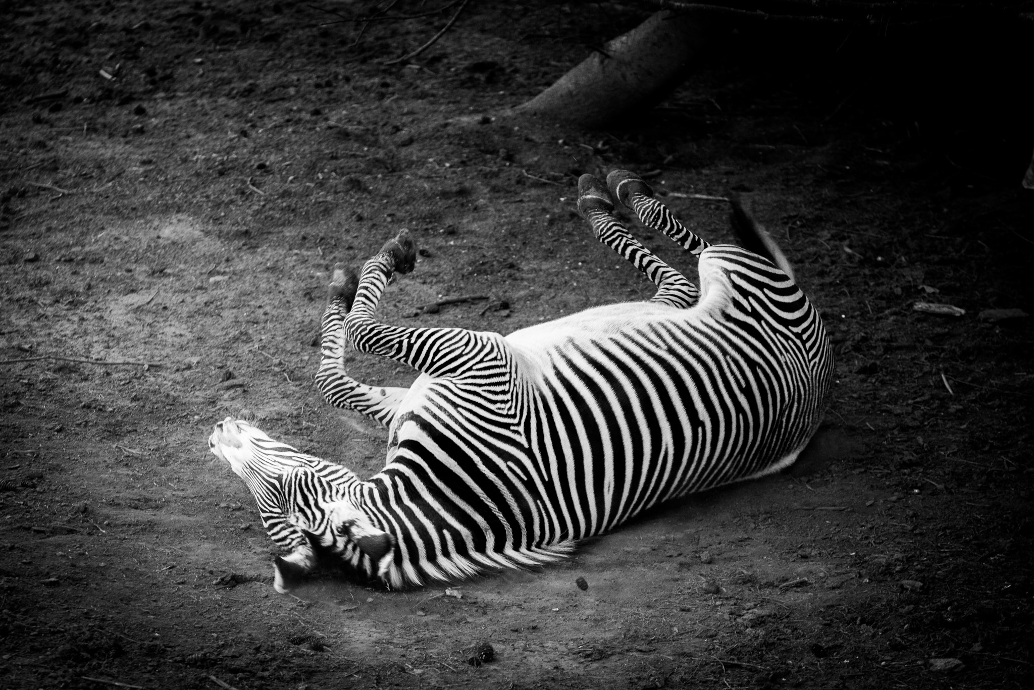 Sigma 70-200mm F2.8 EX DG OS HSM sample photo. Grévy's zebra photography