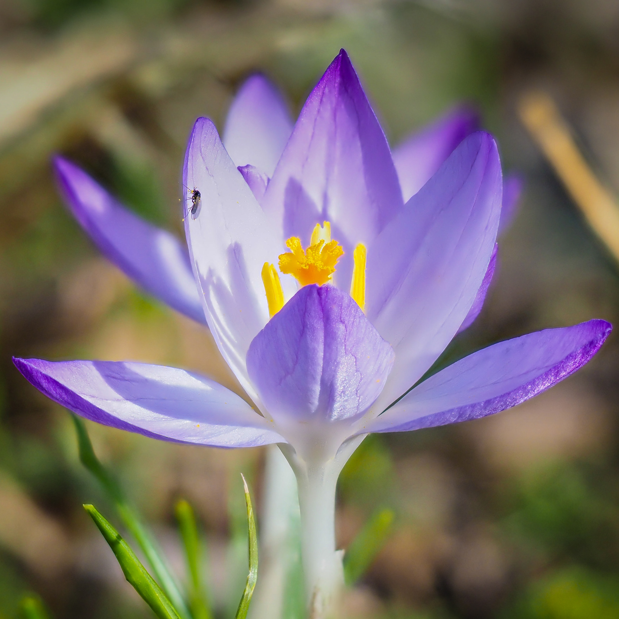 Olympus M.Zuiko Digital ED 60mm F2.8 Macro sample photo. Insect on crocus photography