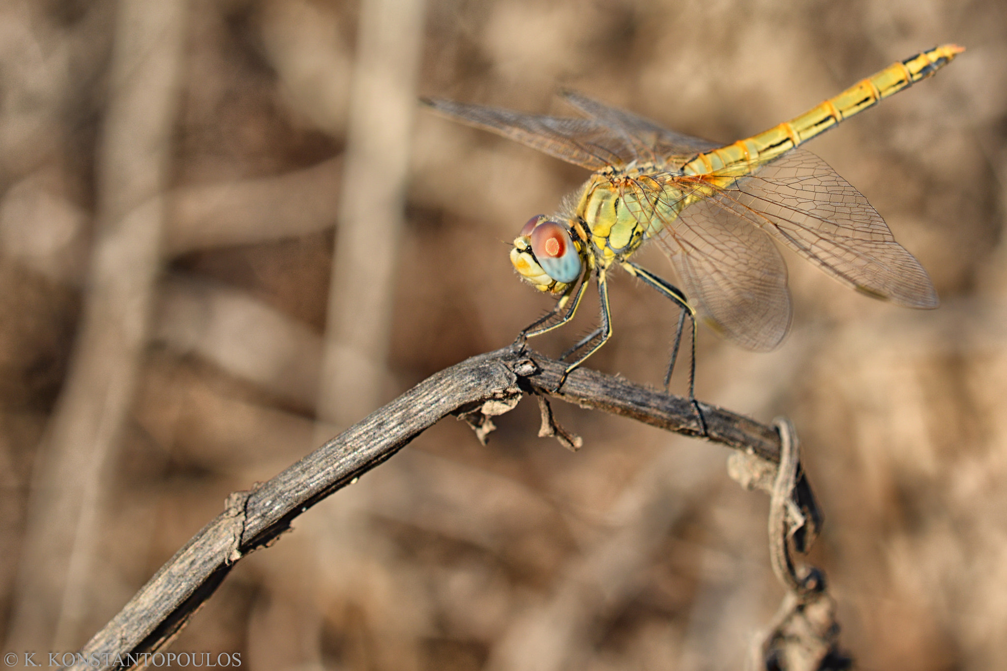 Nikon D7100 sample photo. Dragonfly photography