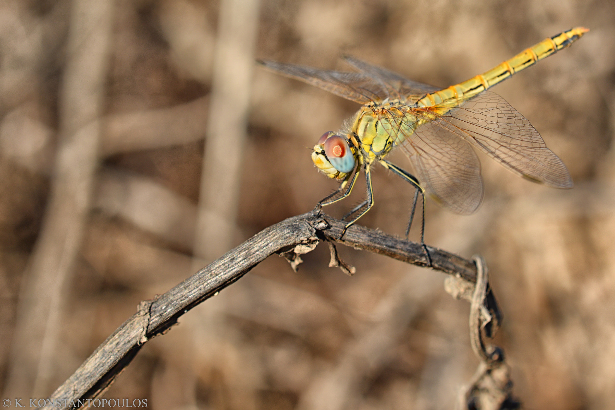 Nikon AF-S DX Micro Nikkor 40mm F2.8 sample photo. Dragonfly photography