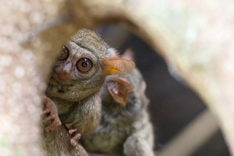 Canon EF 300mm F2.8L IS USM sample photo. Tarsiers photography