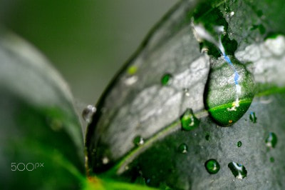 Nikon D3200 sample photo. Leaf photography
