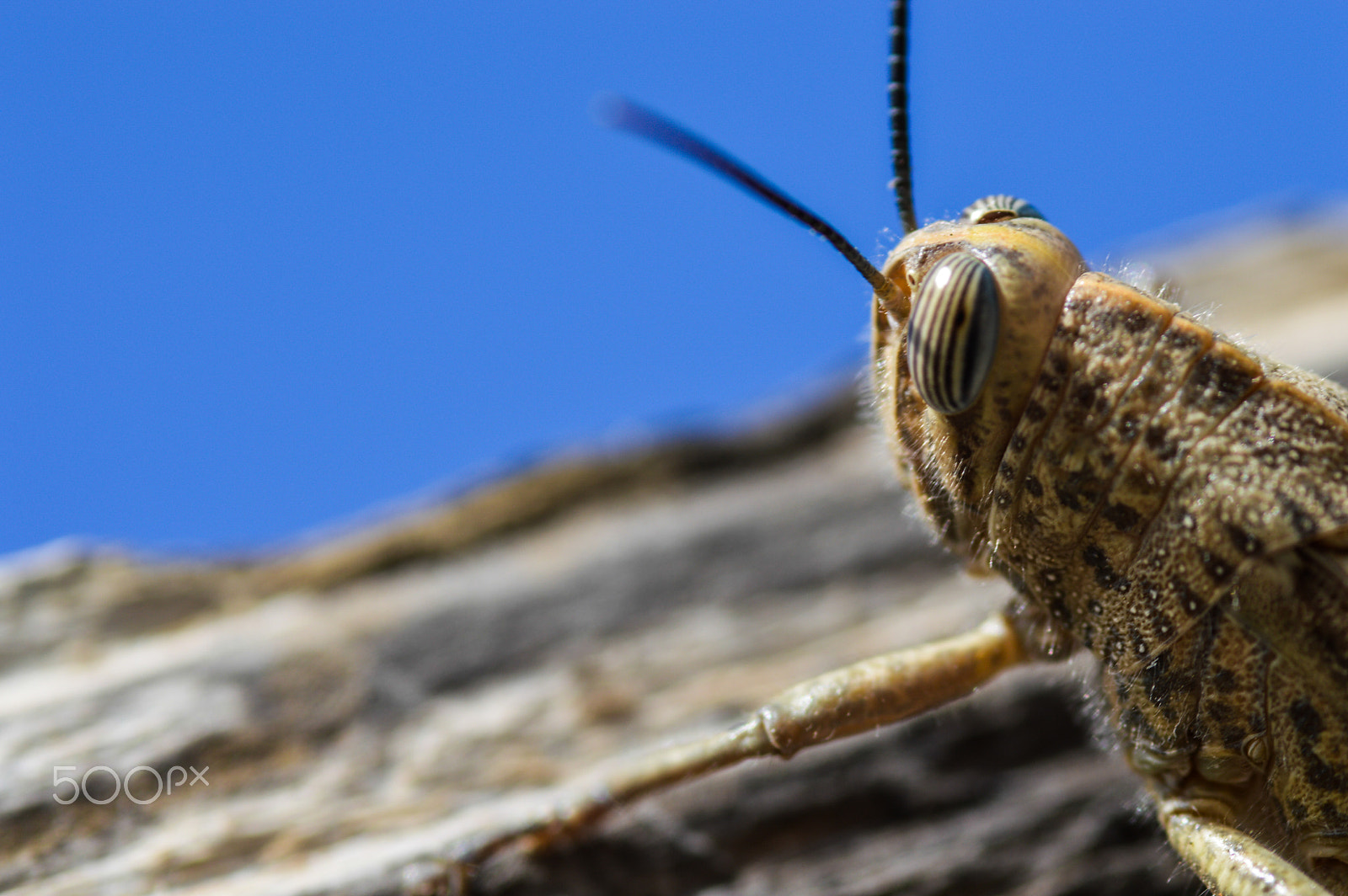 Nikon D3200 sample photo. Grasshopper photography