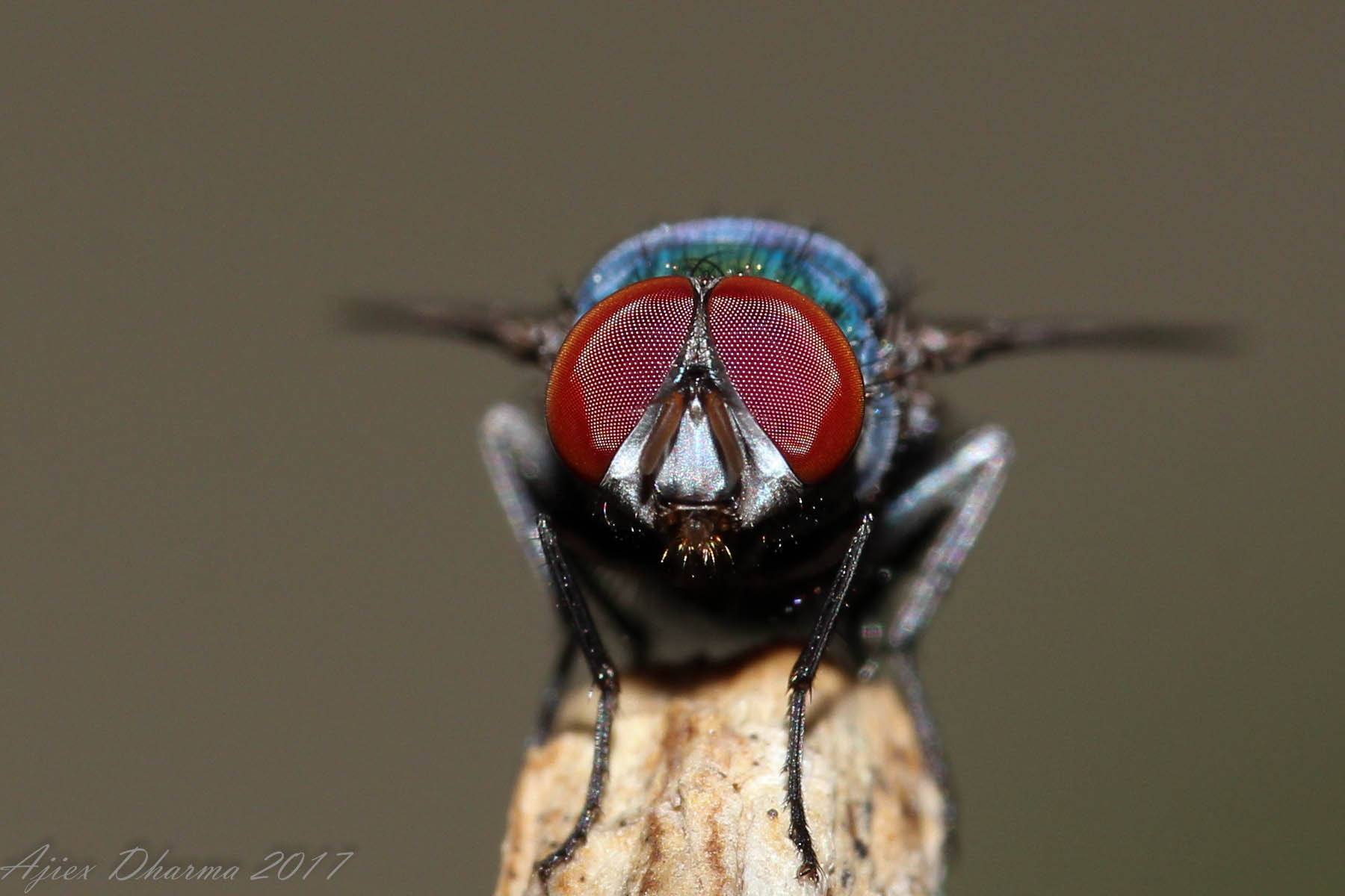 Canon EF-S 60mm F2.8 Macro USM sample photo. Red eye  photography