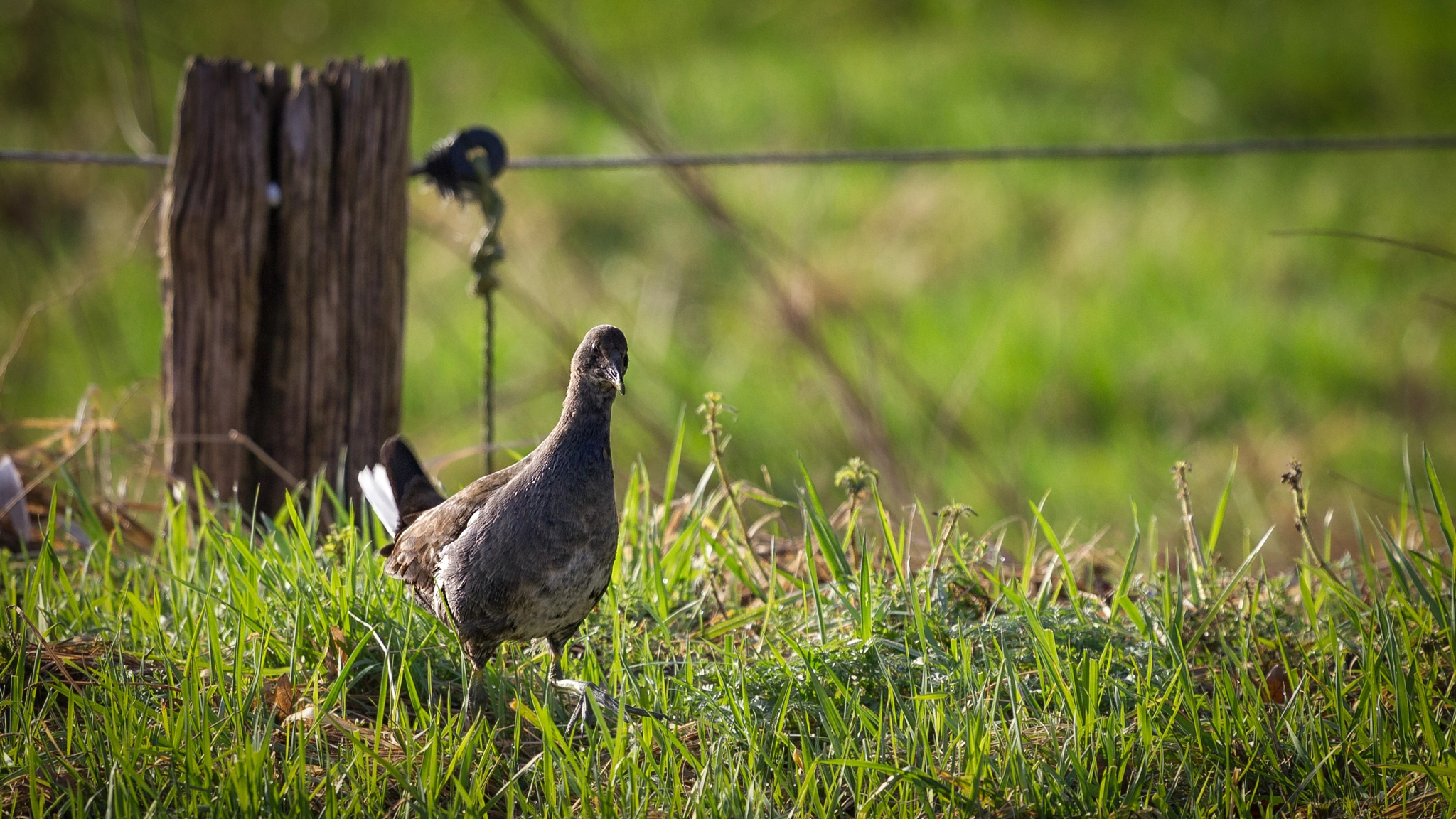 Canon EF 100-400mm F4.5-5.6L IS USM sample photo. Junge teichralle (gallinula chloropus) photography