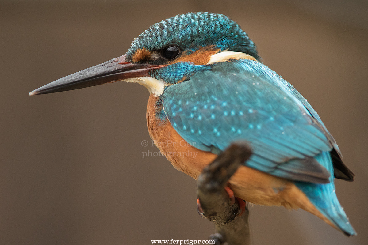 Canon EF 300mm F2.8L IS USM sample photo. Kingfisher photography