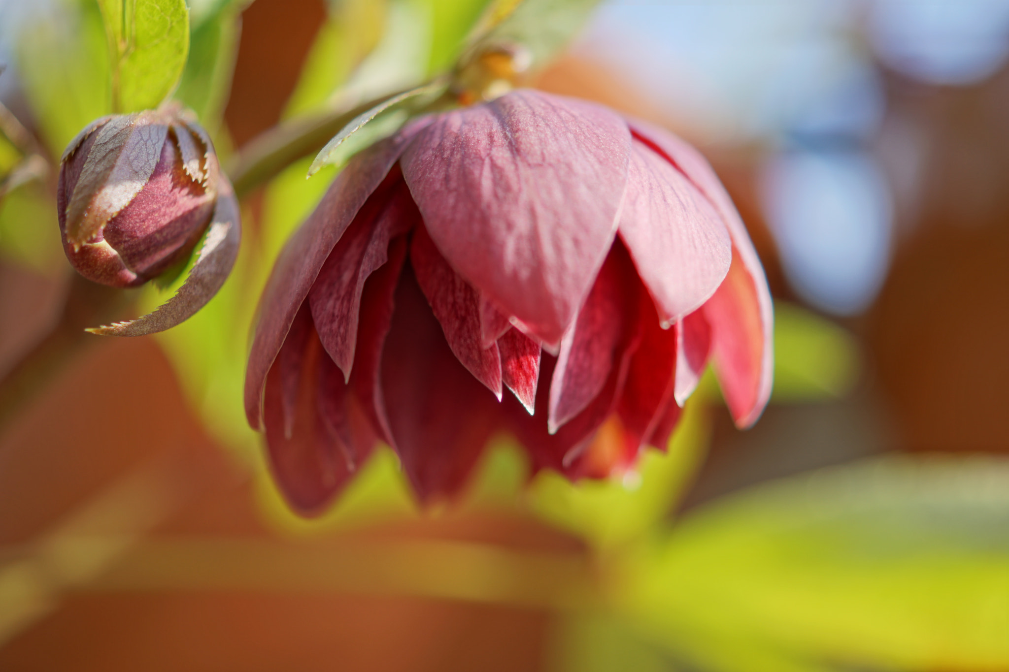 Sony DT 30mm F2.8 Macro SAM sample photo. Helleborus photography