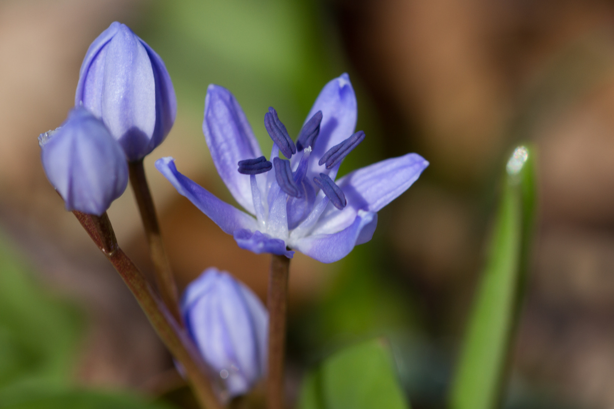 Sigma 105mm F2.8 EX DG OS HSM sample photo. Flower photography