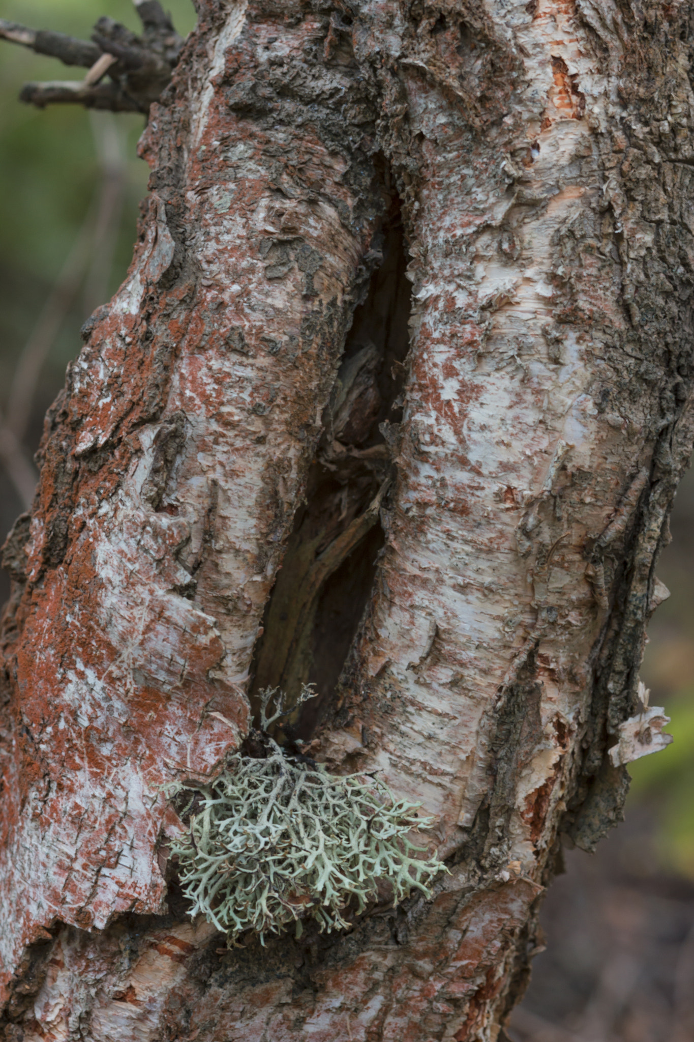 Sigma 105mm F2.8 EX DG Macro sample photo. Дупло photography