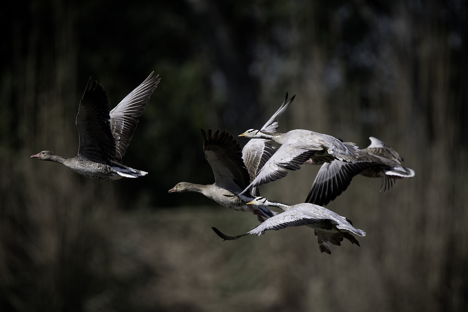Canon EOS-1D X sample photo. Taking off photography