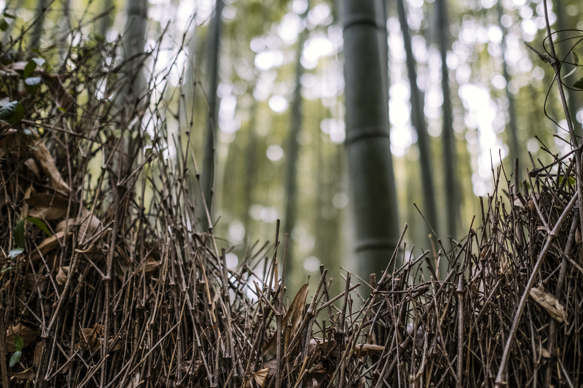 Fujifilm X-T2 + Fujifilm XF 23mm F1.4 R sample photo. Bamboo garden photography