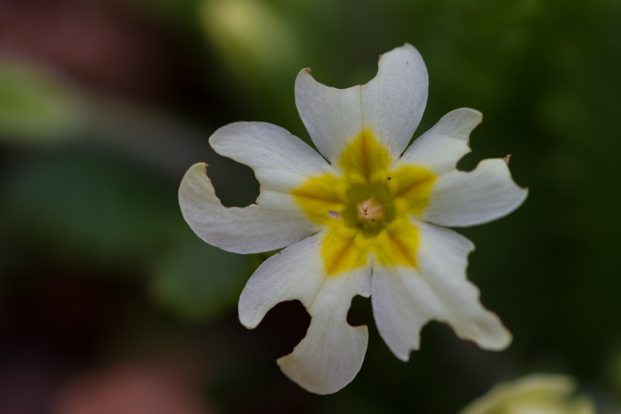 Sigma 105mm F2.8 EX DG OS HSM sample photo. Primevère photography