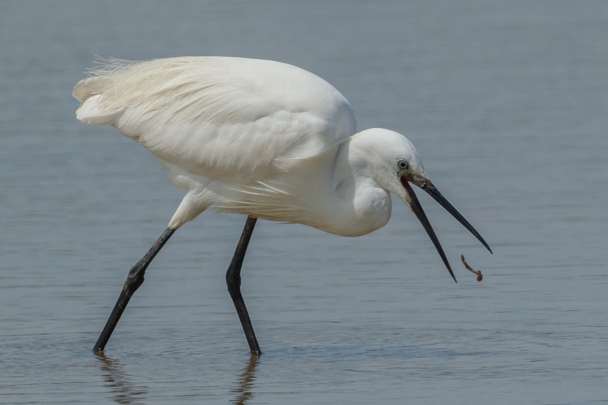 Canon EF 500mm F4L IS USM sample photo. Little egret with prey 1 photography