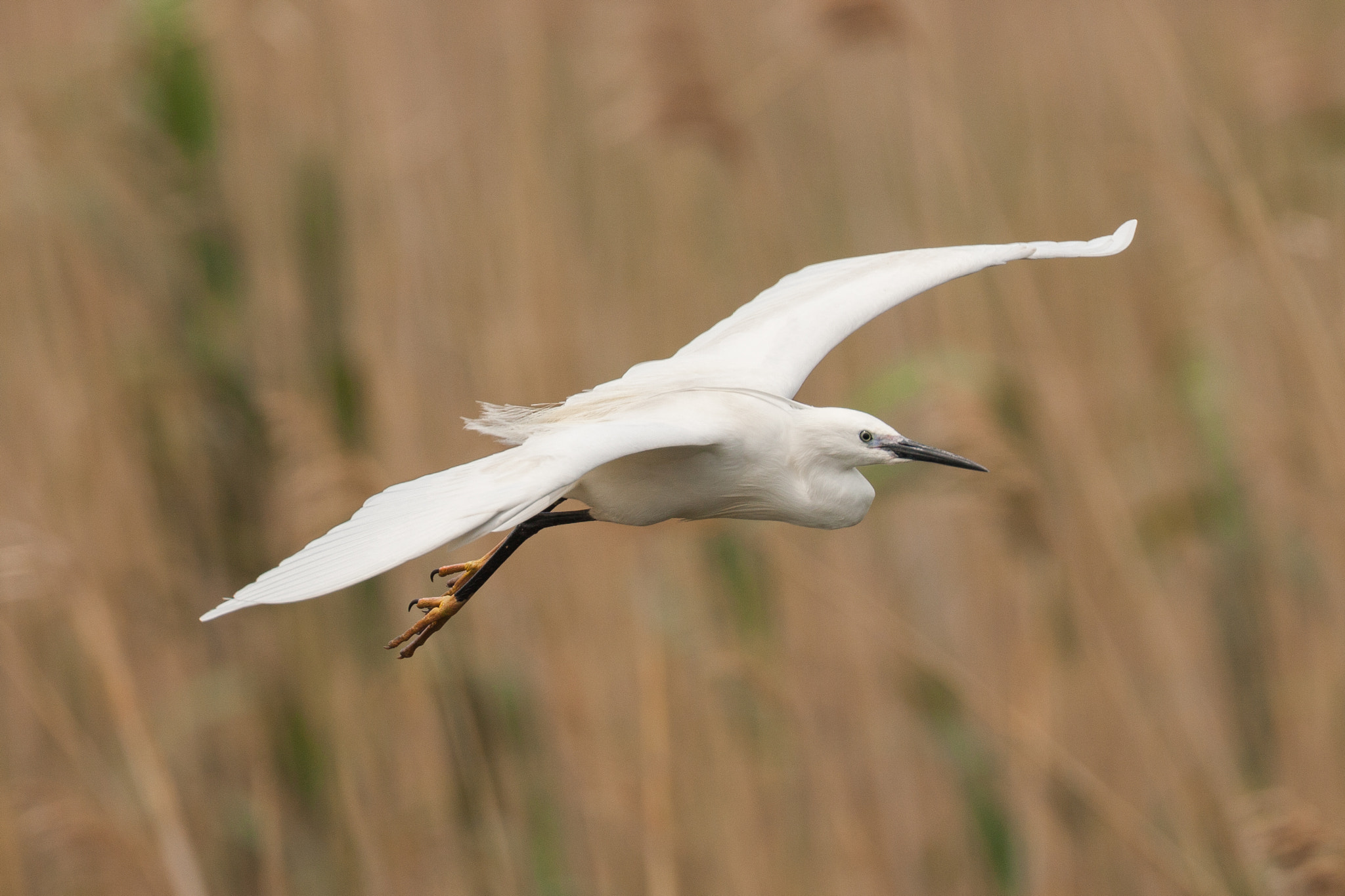 Canon EOS-1Ds Mark III + Canon EF 500mm F4L IS USM sample photo. Little egret flying photography