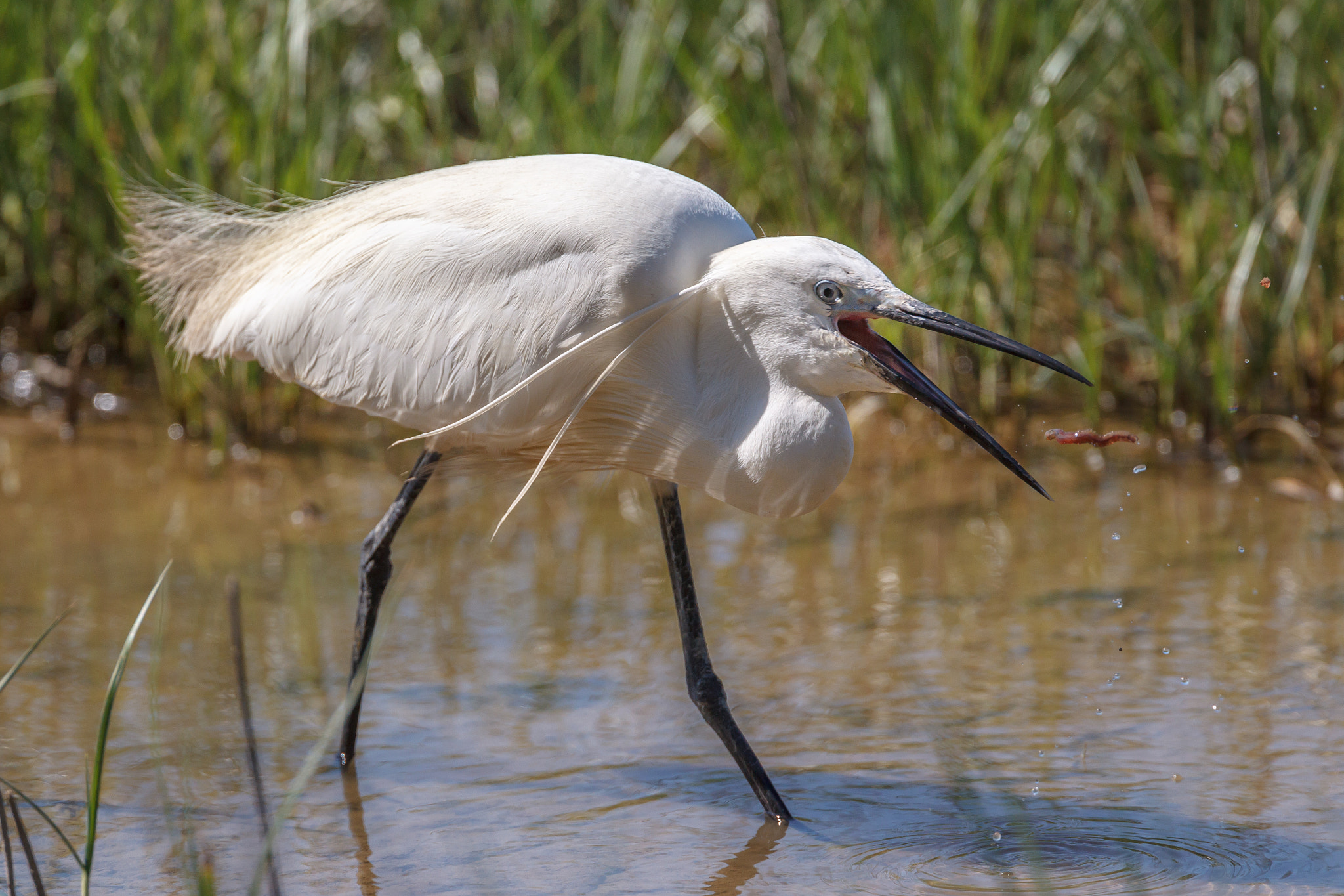 Canon EF 500mm F4L IS USM sample photo. Little egret with prey 2 photography