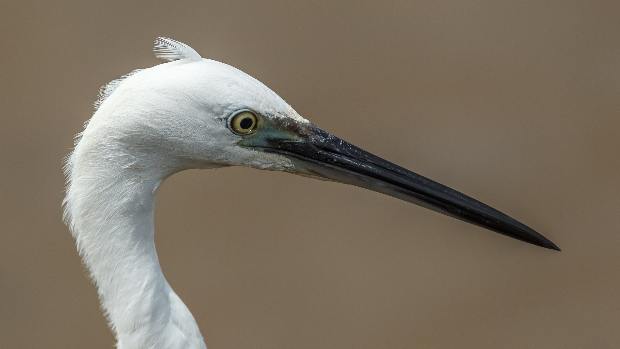 Canon EF 500mm F4L IS USM sample photo. Little egret head portrait photography