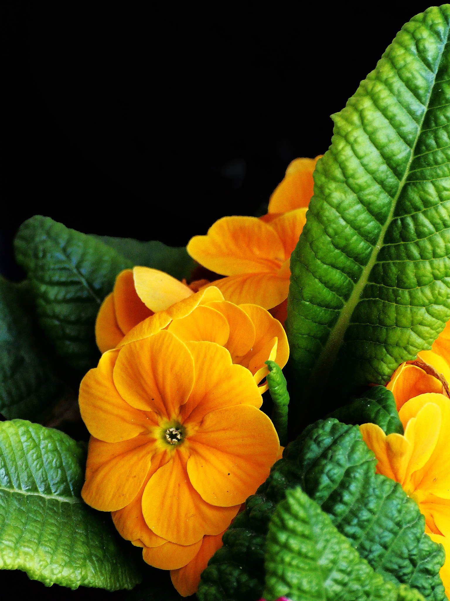 Sigma 55-200mm F4-5.6 DC sample photo. Flowers photography