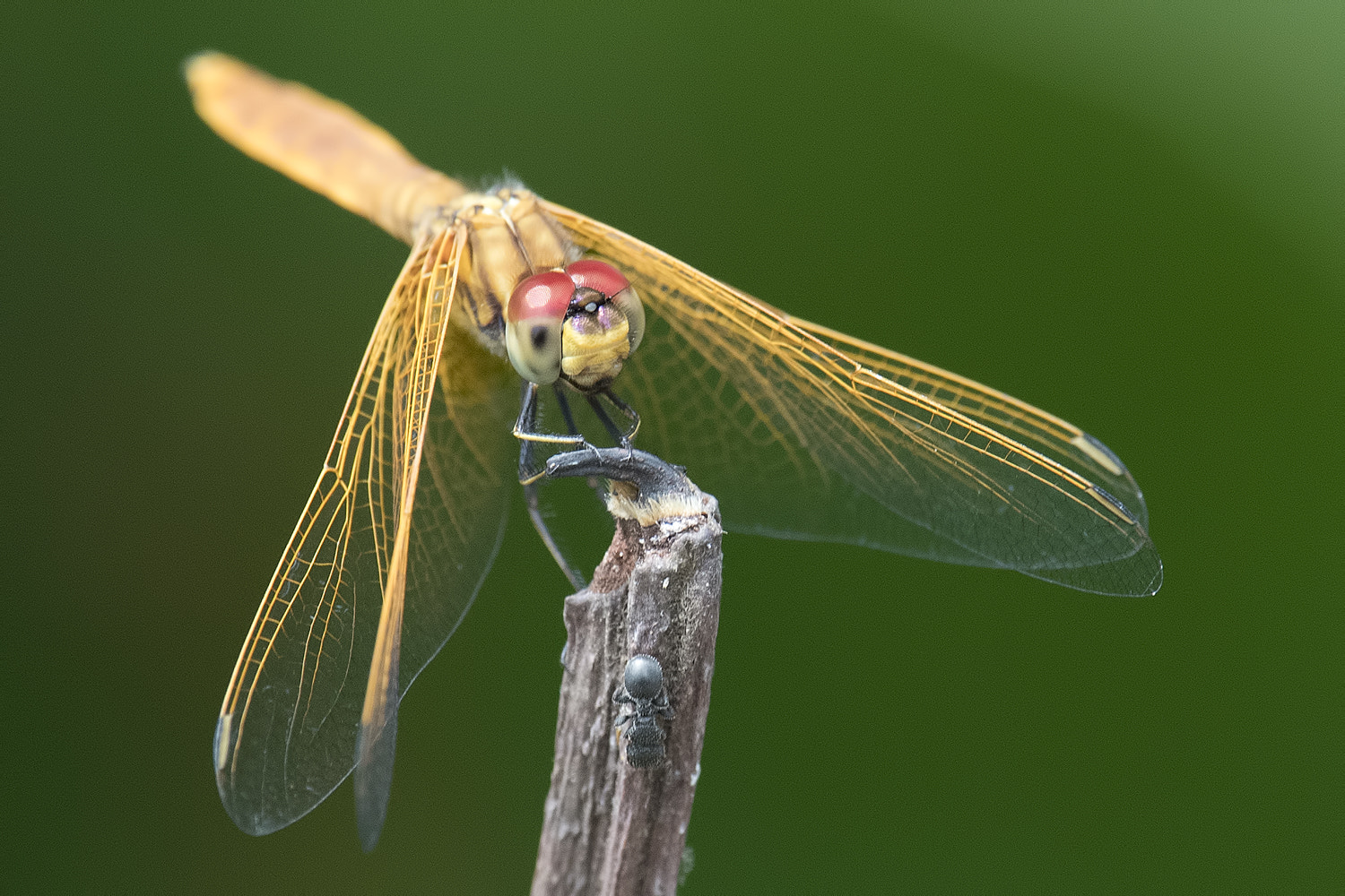 Nikon Nikkor AF-S 300mm F4E PF ED VR sample photo. Dragonfly and ant? photography