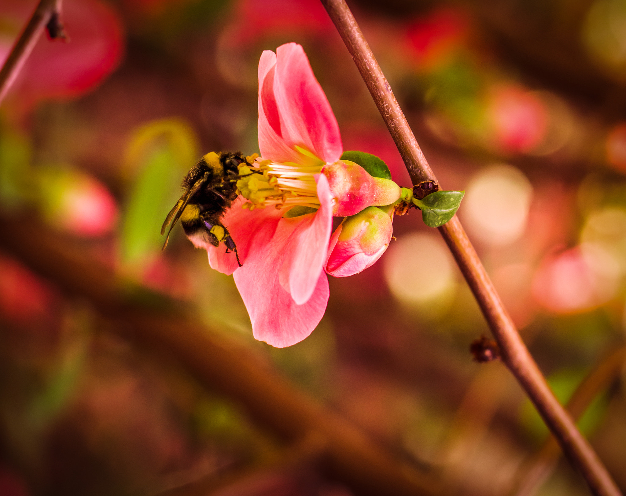 Nikon D7200 + Tamron SP 90mm F2.8 Di VC USD 1:1 Macro (F004) sample photo. Flower and the bee photography