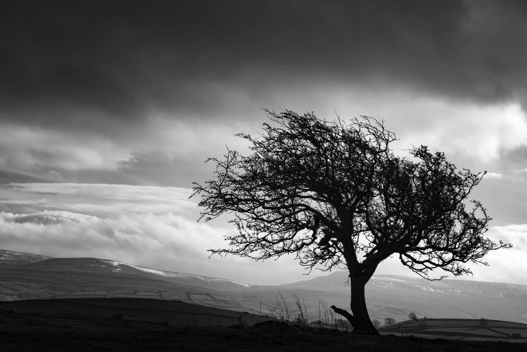 Nikon D810 sample photo. Tree on the hill photography