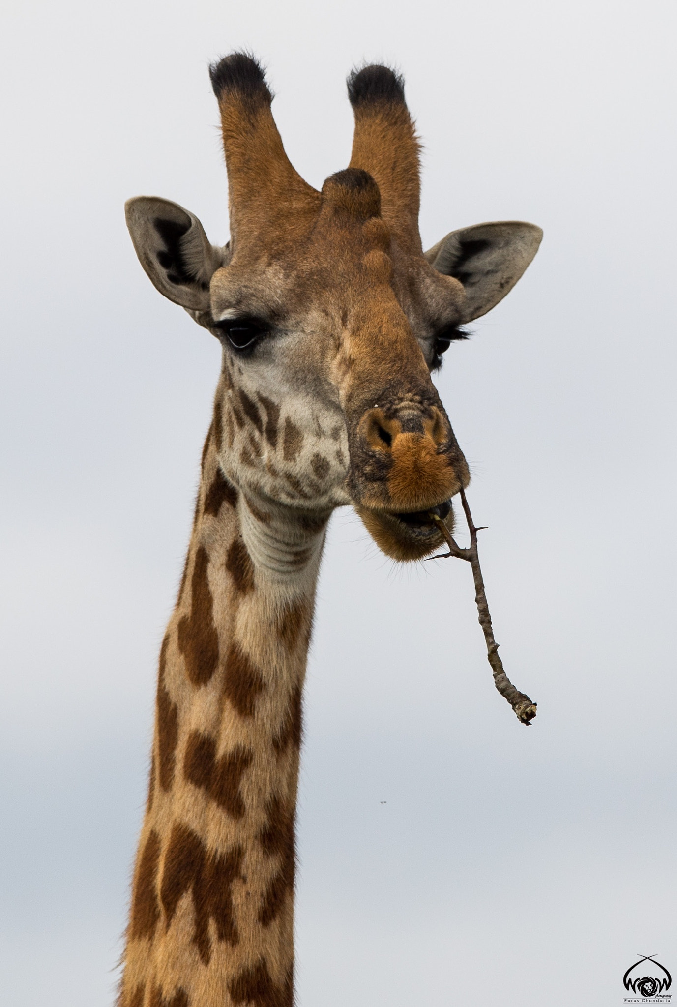 Canon EF 400mm F2.8L IS II USM sample photo. Even giraffes need to brush their teeth!!! photography