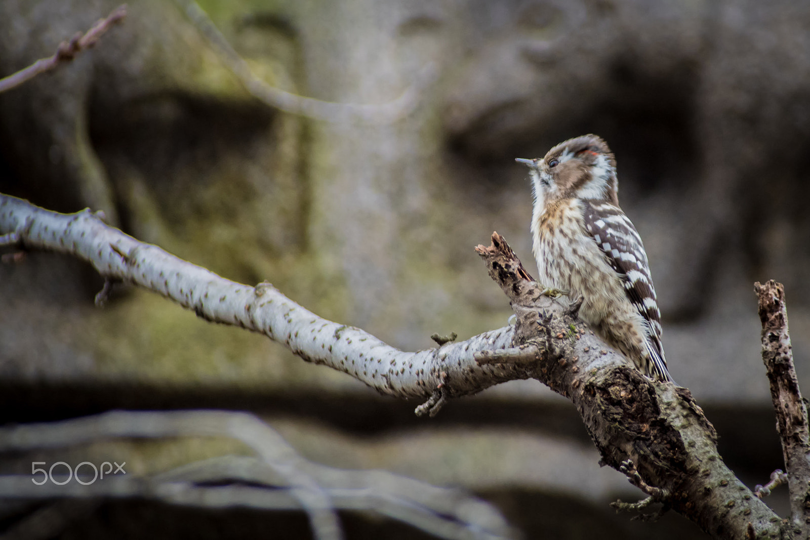 Pentax K-S2 sample photo. Pygmy woodpecker photography