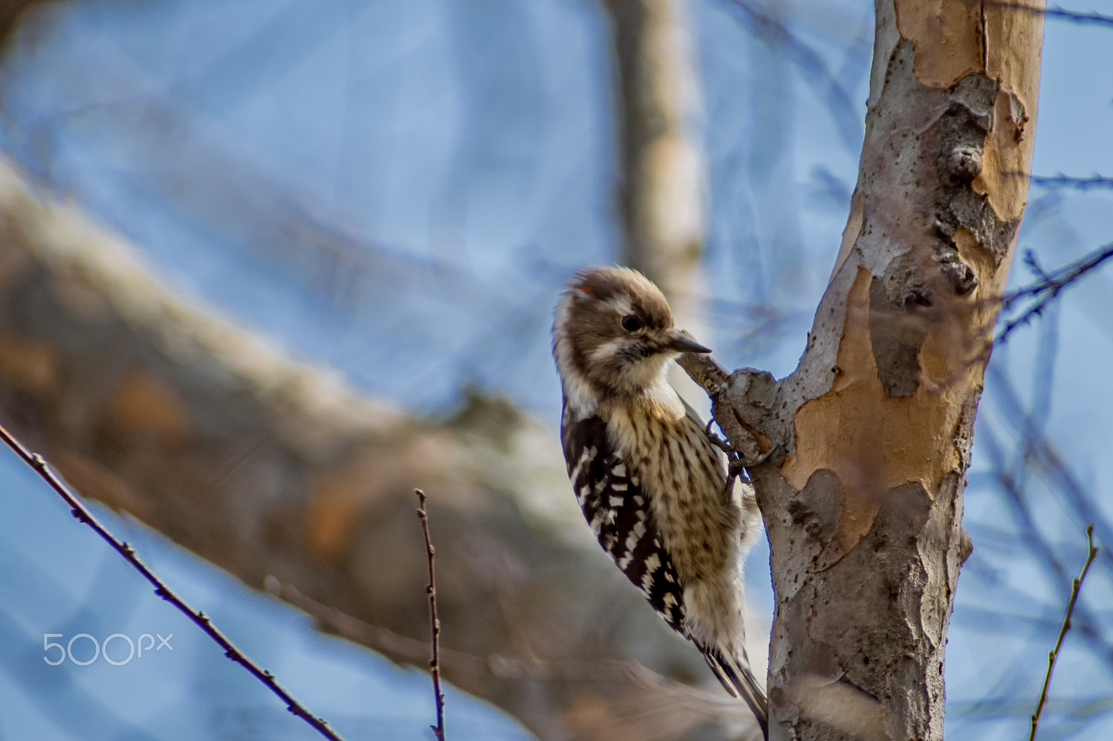 Pentax K-S2 + Sigma sample photo. Pygmy woodpecker photography