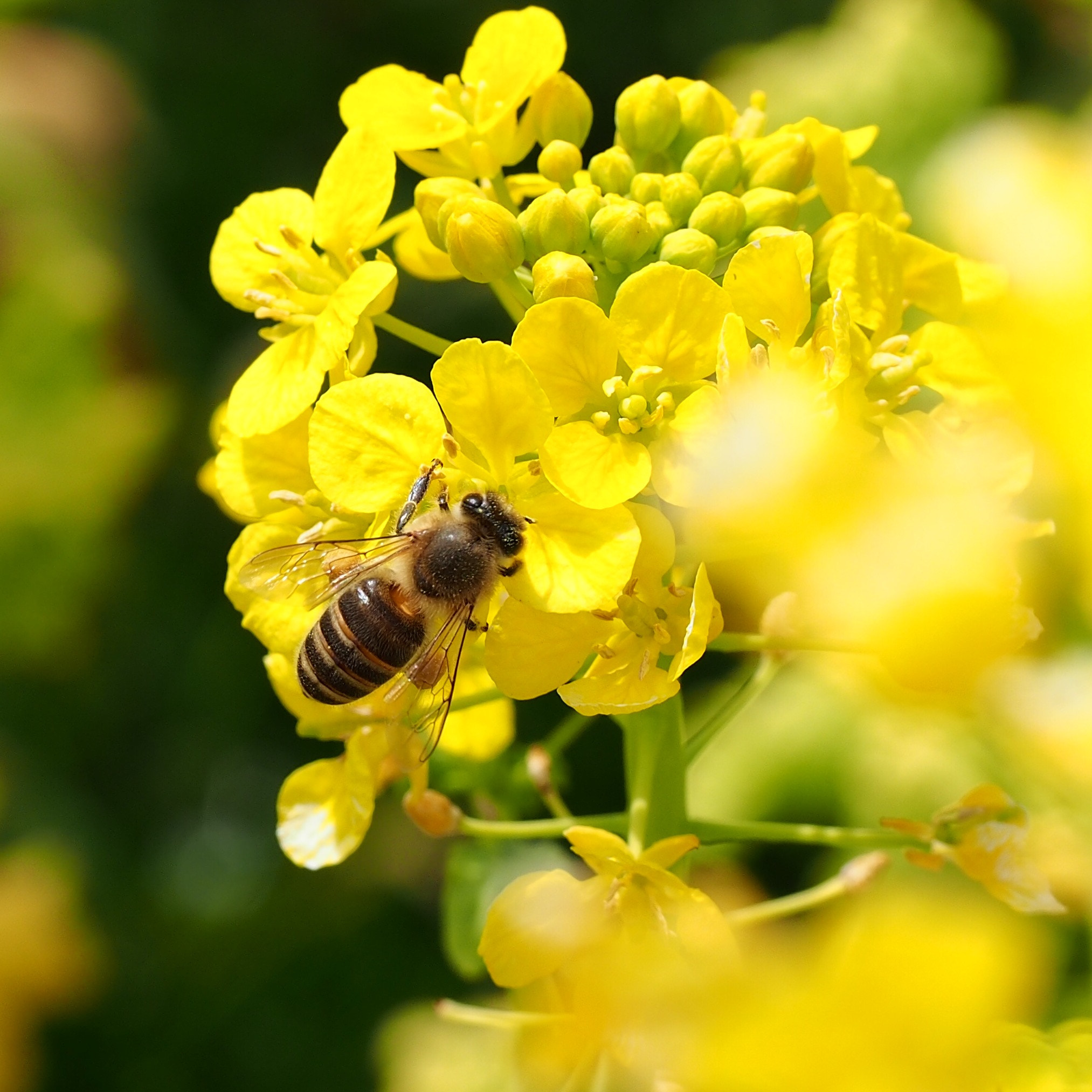 Olympus M.Zuiko Digital ED 60mm F2.8 Macro sample photo. The bee stopping at canola flowers photography
