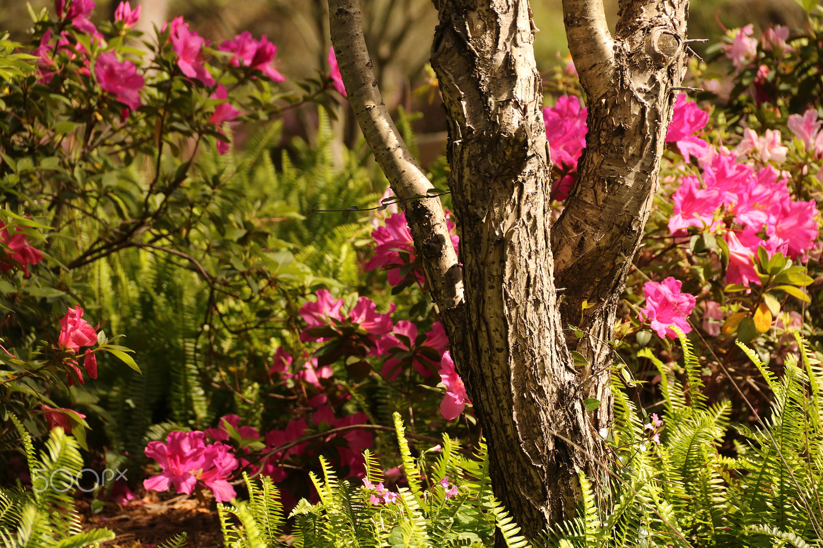 Canon EOS 750D (EOS Rebel T6i / EOS Kiss X8i) sample photo. Tree trunk study 3801 photography