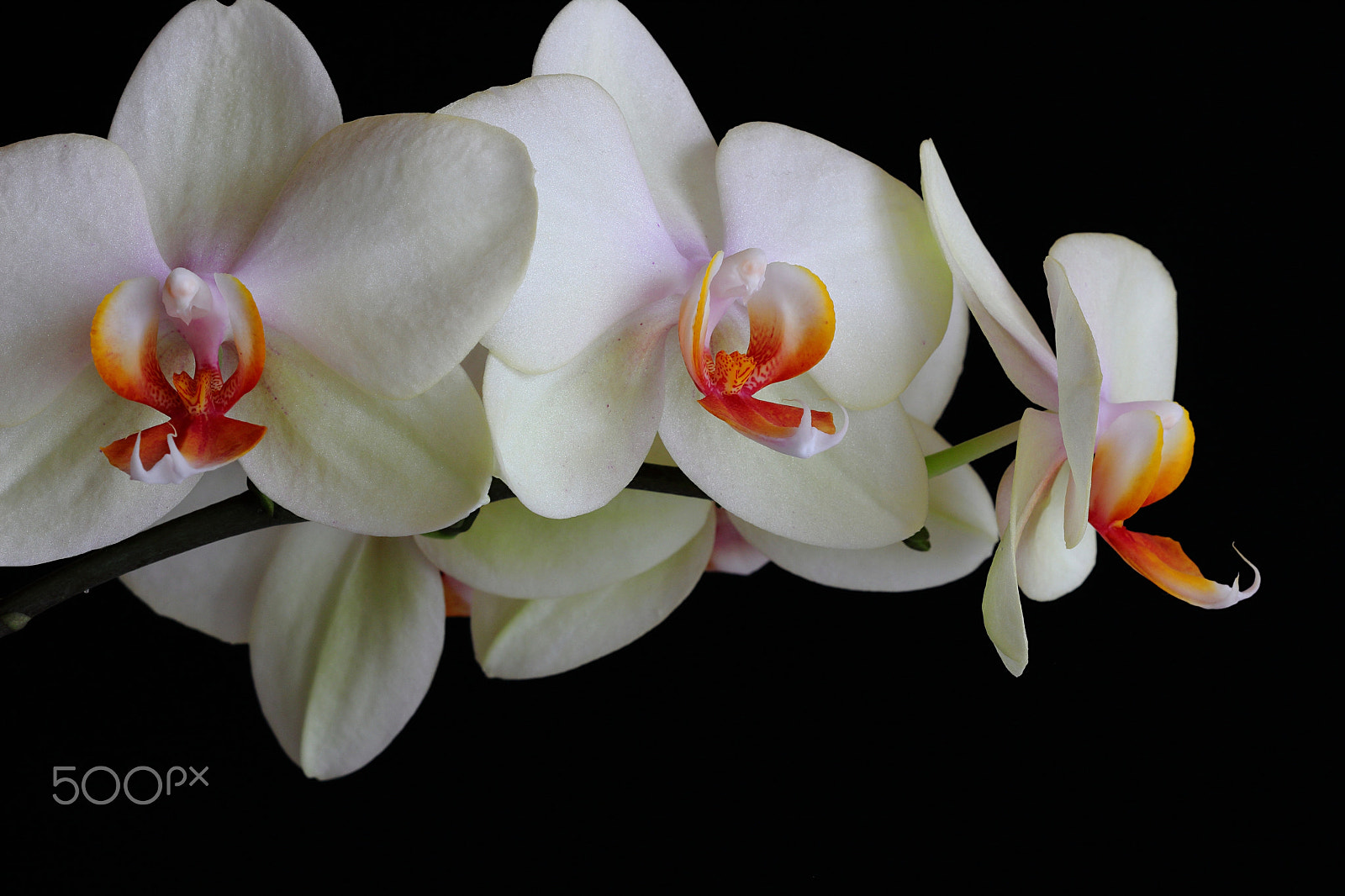 Canon EOS 600D (Rebel EOS T3i / EOS Kiss X5) + Canon EF 100mm F2.8 Macro USM sample photo. White orchids photography