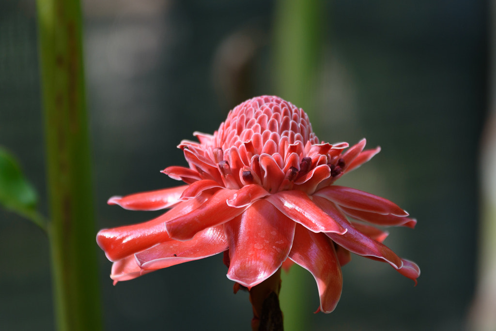 Sigma 70-200mm F2.8 EX DG OS HSM sample photo. Red, photography
