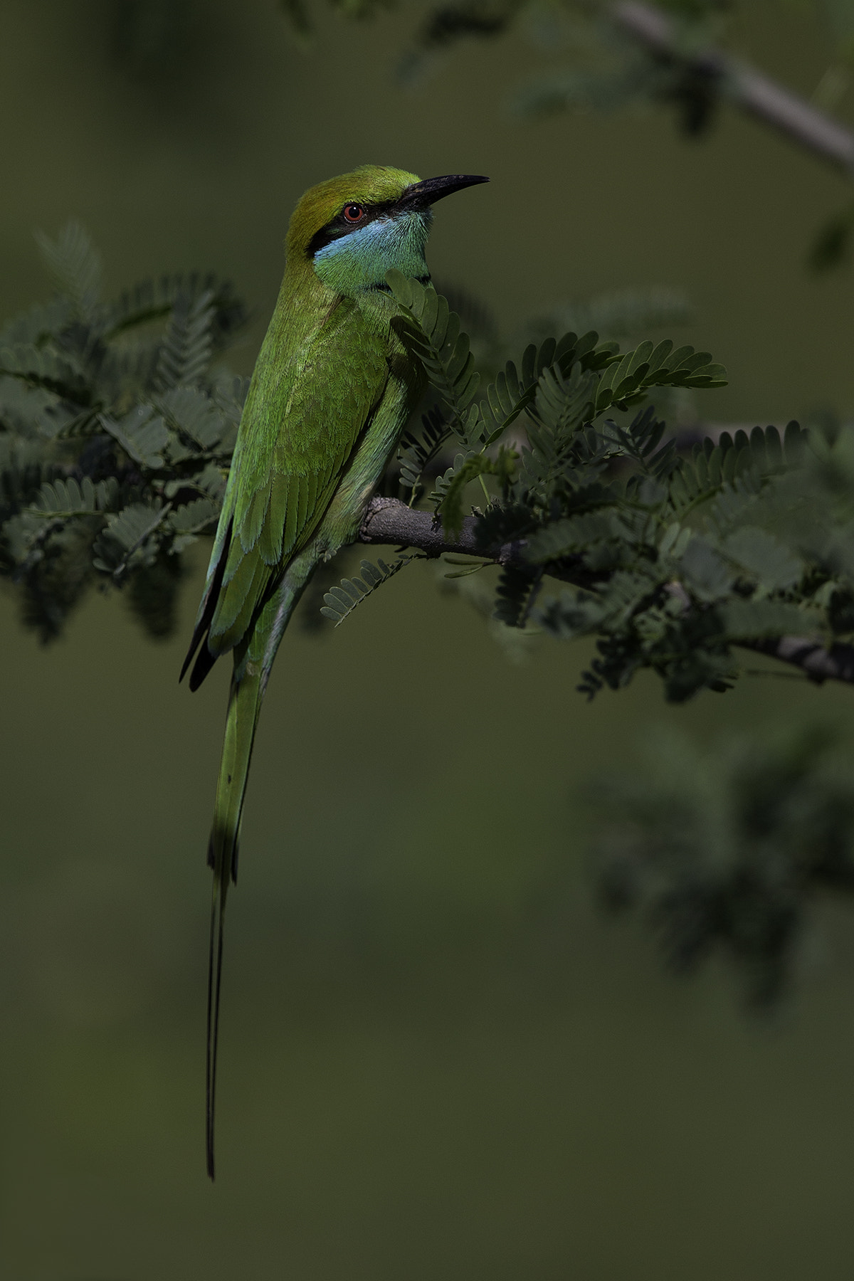 Canon EF 600mm F4L IS II USM sample photo. Bee-eater photography