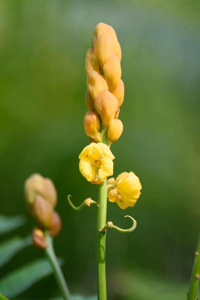 Sigma 70-200mm F2.8 EX DG OS HSM sample photo. Yellow photography