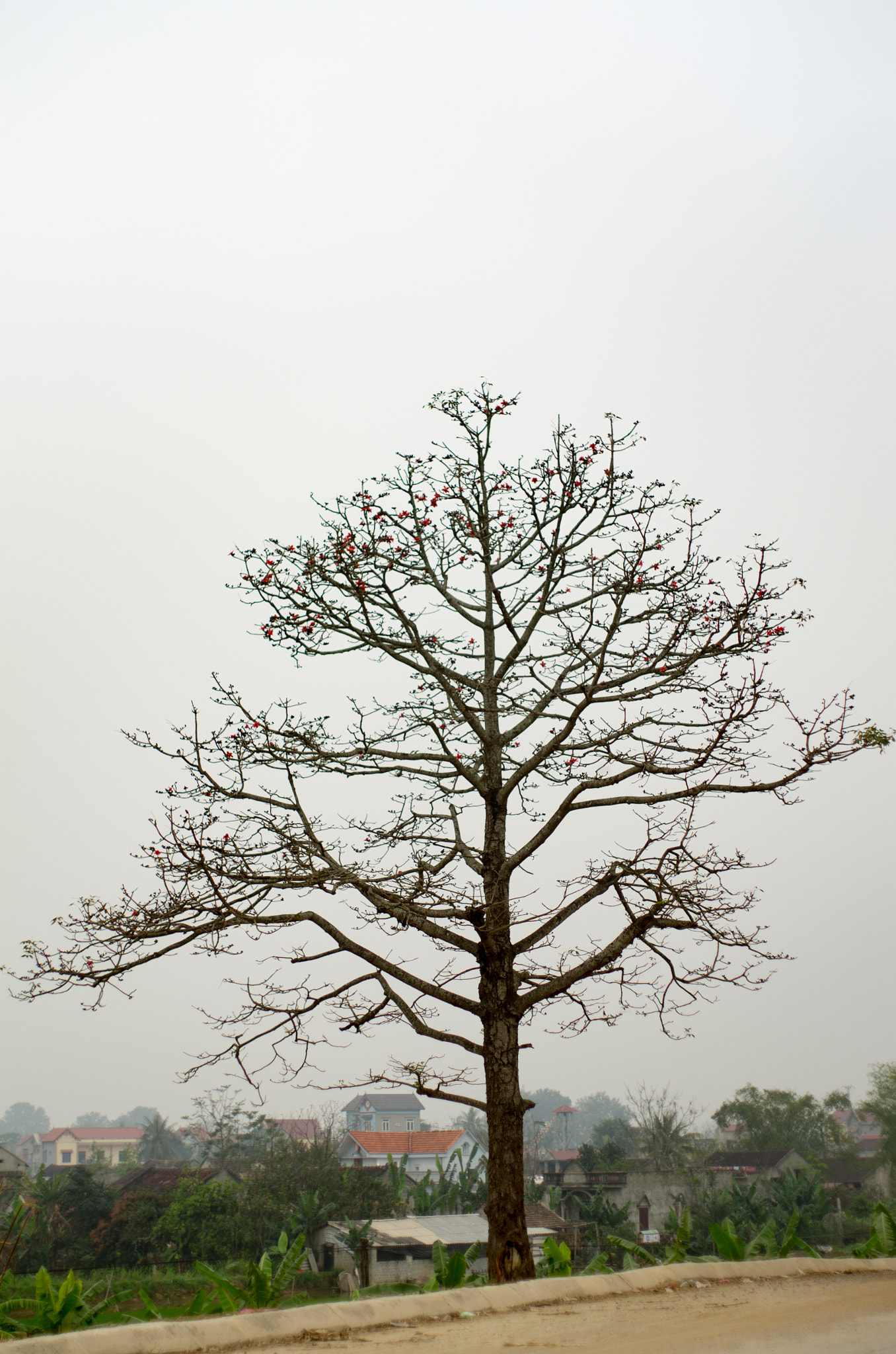 Pentax K-5 sample photo. Lonely tree photography