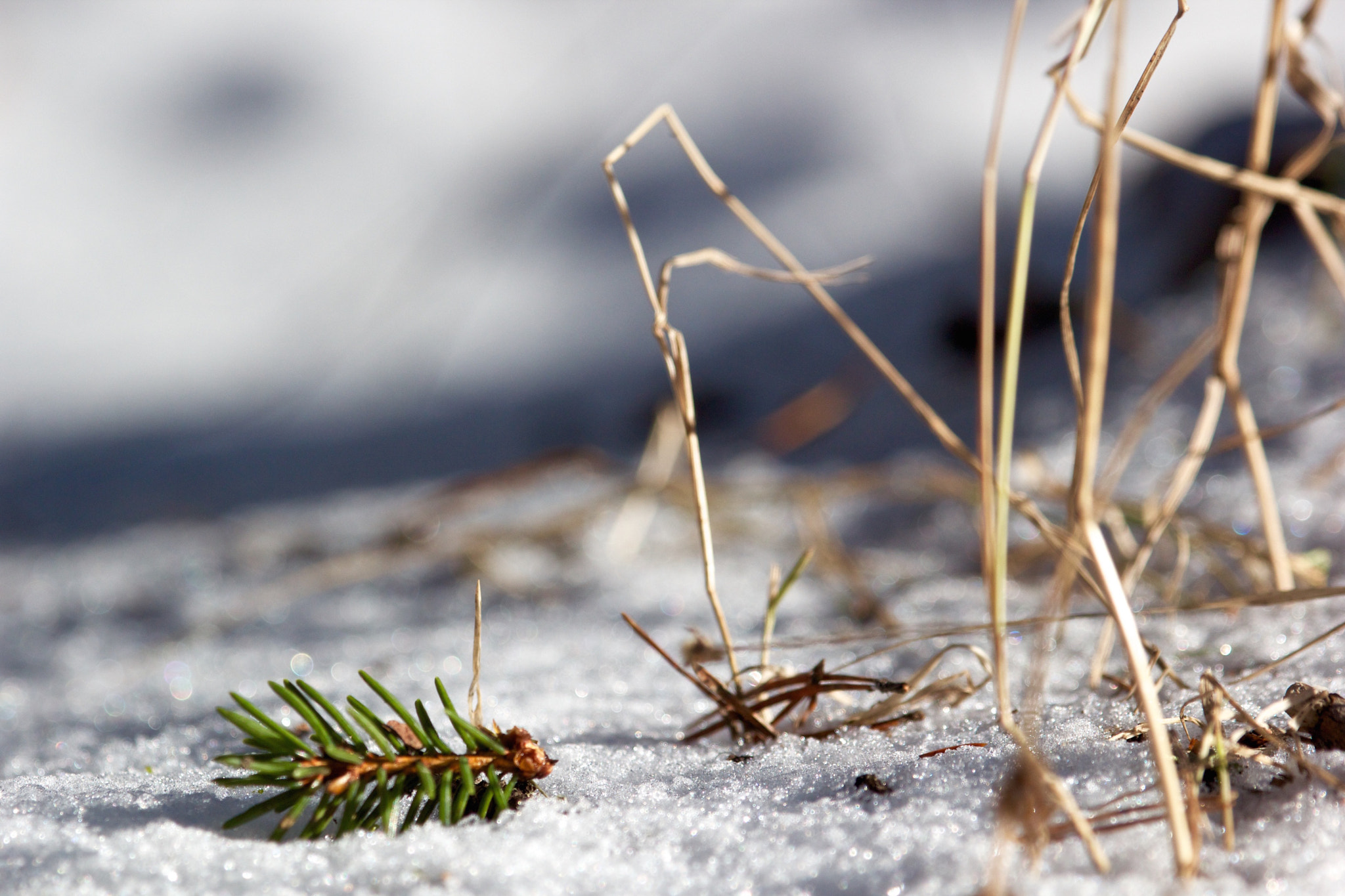 Canon EF 100-400mm F4.5-5.6L IS USM sample photo. Spring is coming.. photography