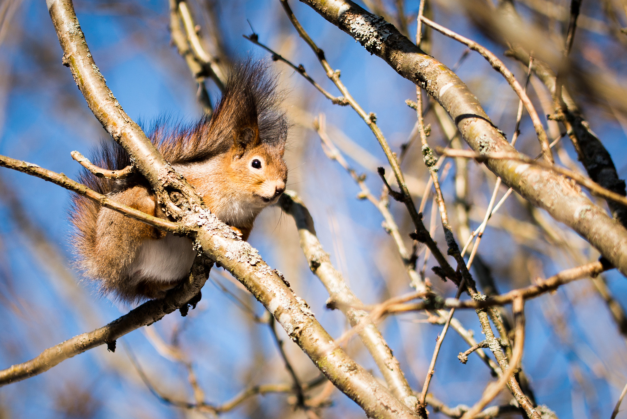 Nikon D800 sample photo. Squirrel photography