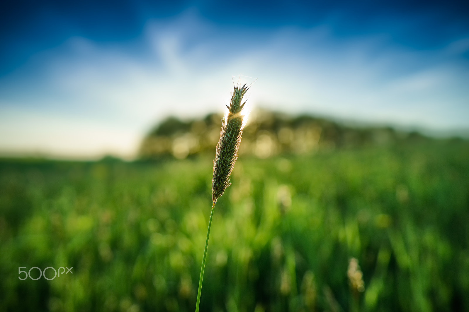 Sony a7 II + ZEISS Batis 25mm F2 sample photo. Sunbathing photography