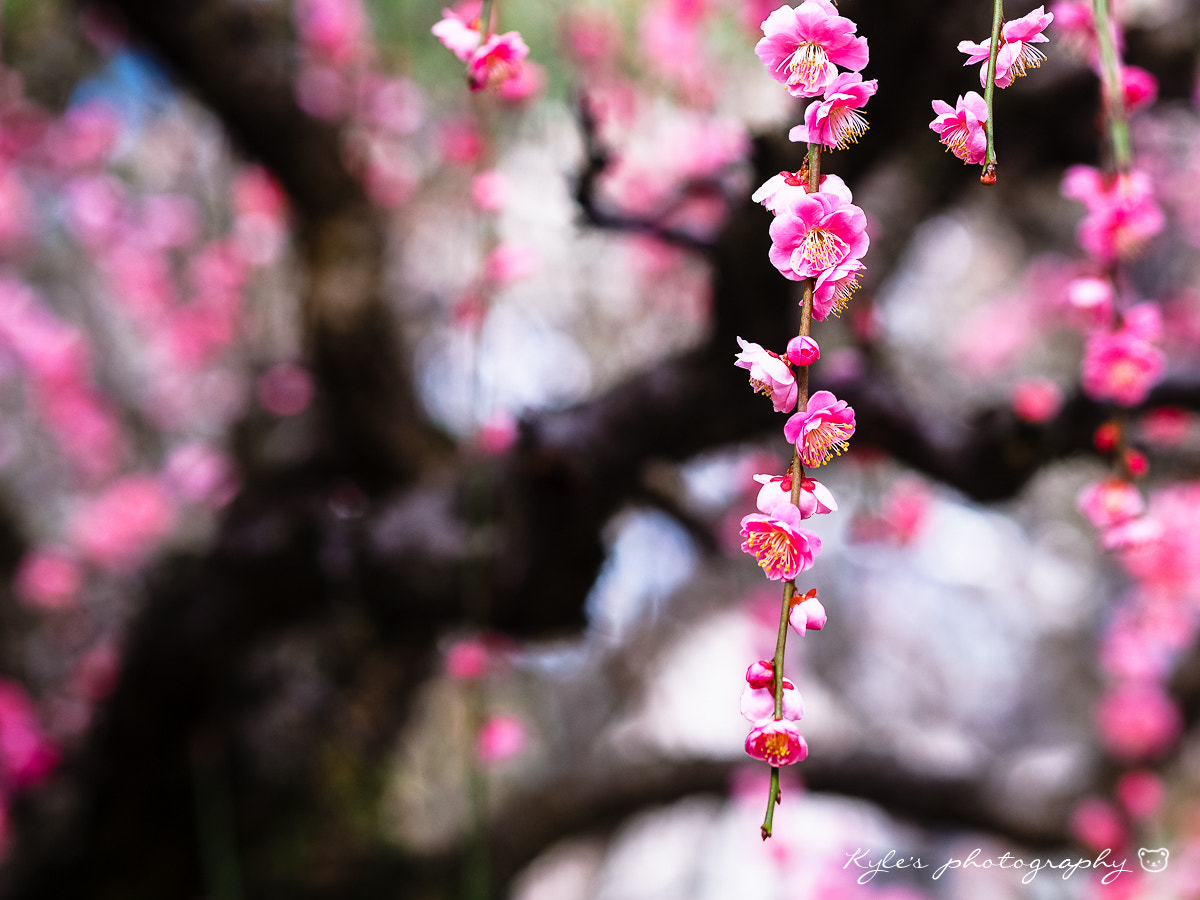 Olympus OM-D E-M1 + Olympus M.Zuiko Digital ED 75mm F1.8 sample photo. Plum blossom photography