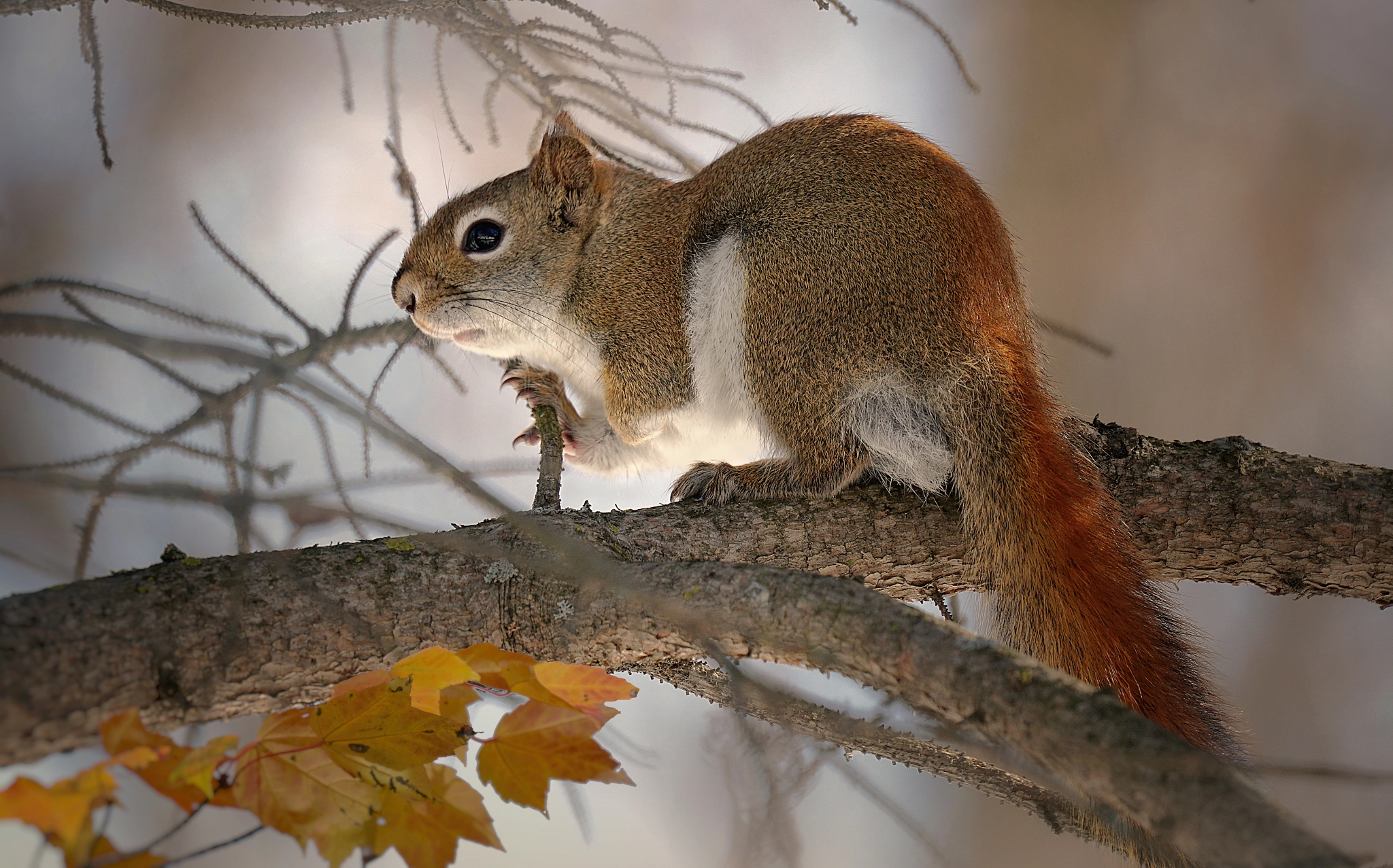 Sony FE 70-300mm F4.5-5.6 G OSS sample photo. Red squirrel photography