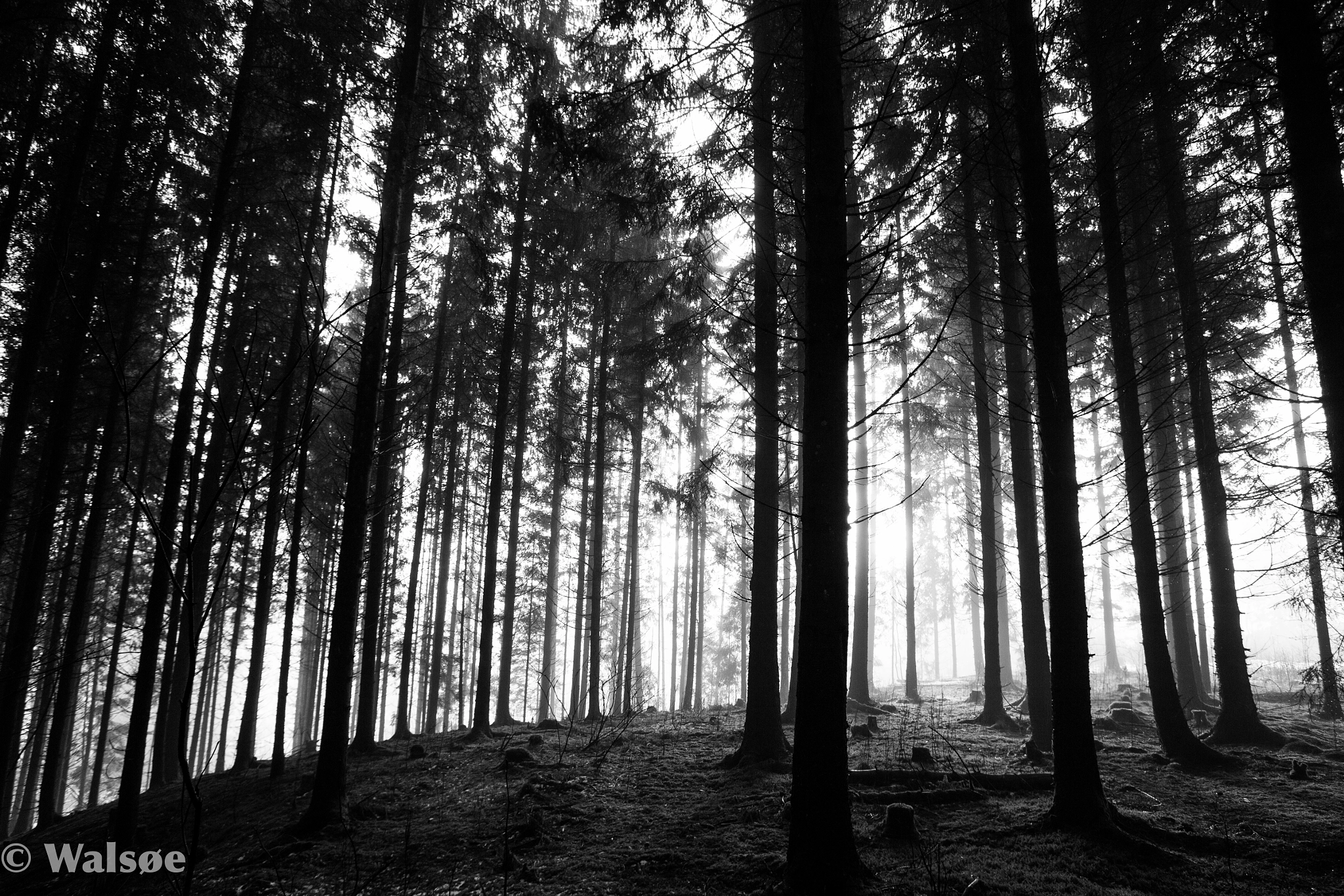 Canon EF 16-35mm F2.8L USM sample photo. Black forrest photography