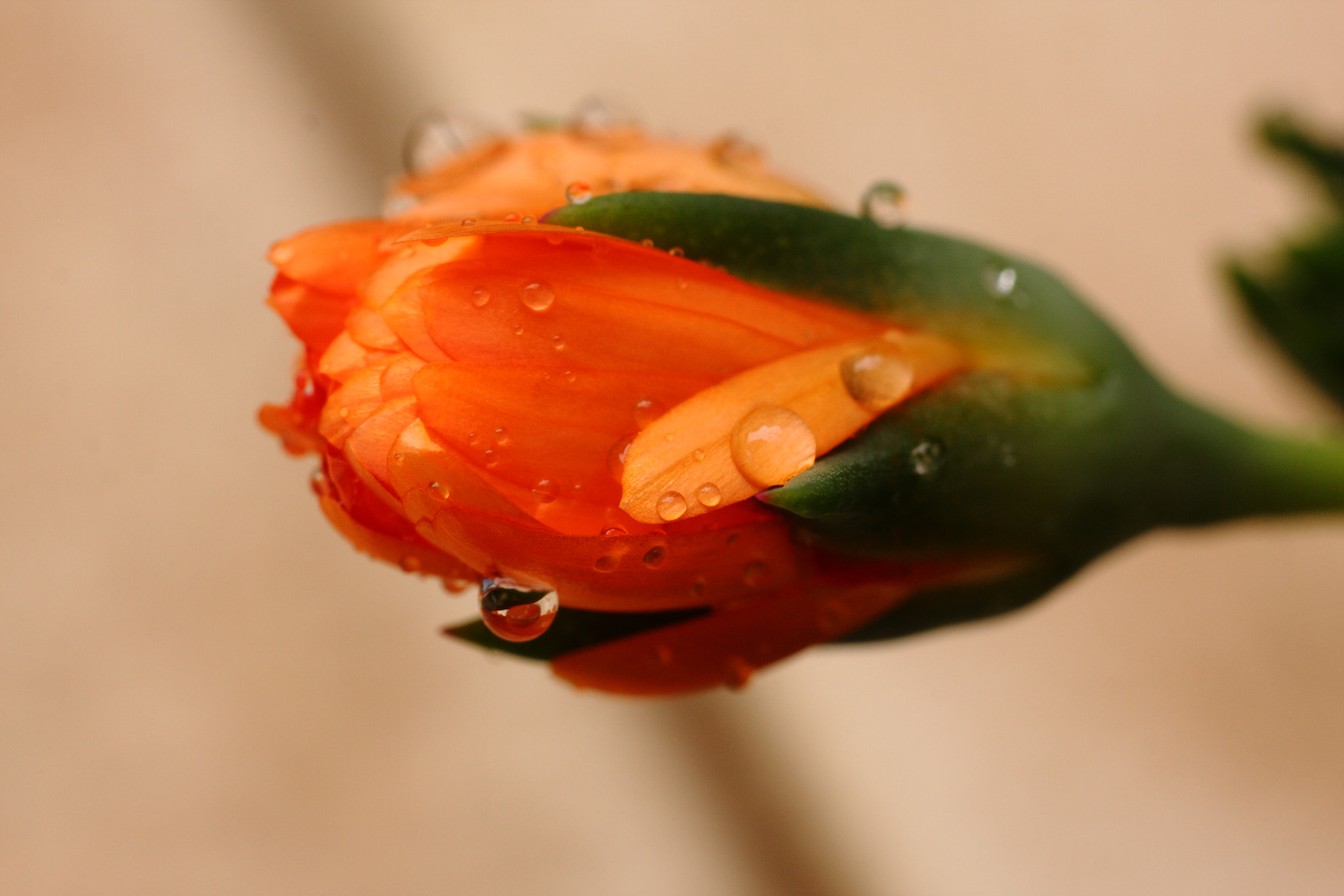 Canon EOS 40D + Canon EF 50mm F1.8 STM sample photo. Apres la pluie 2 photography