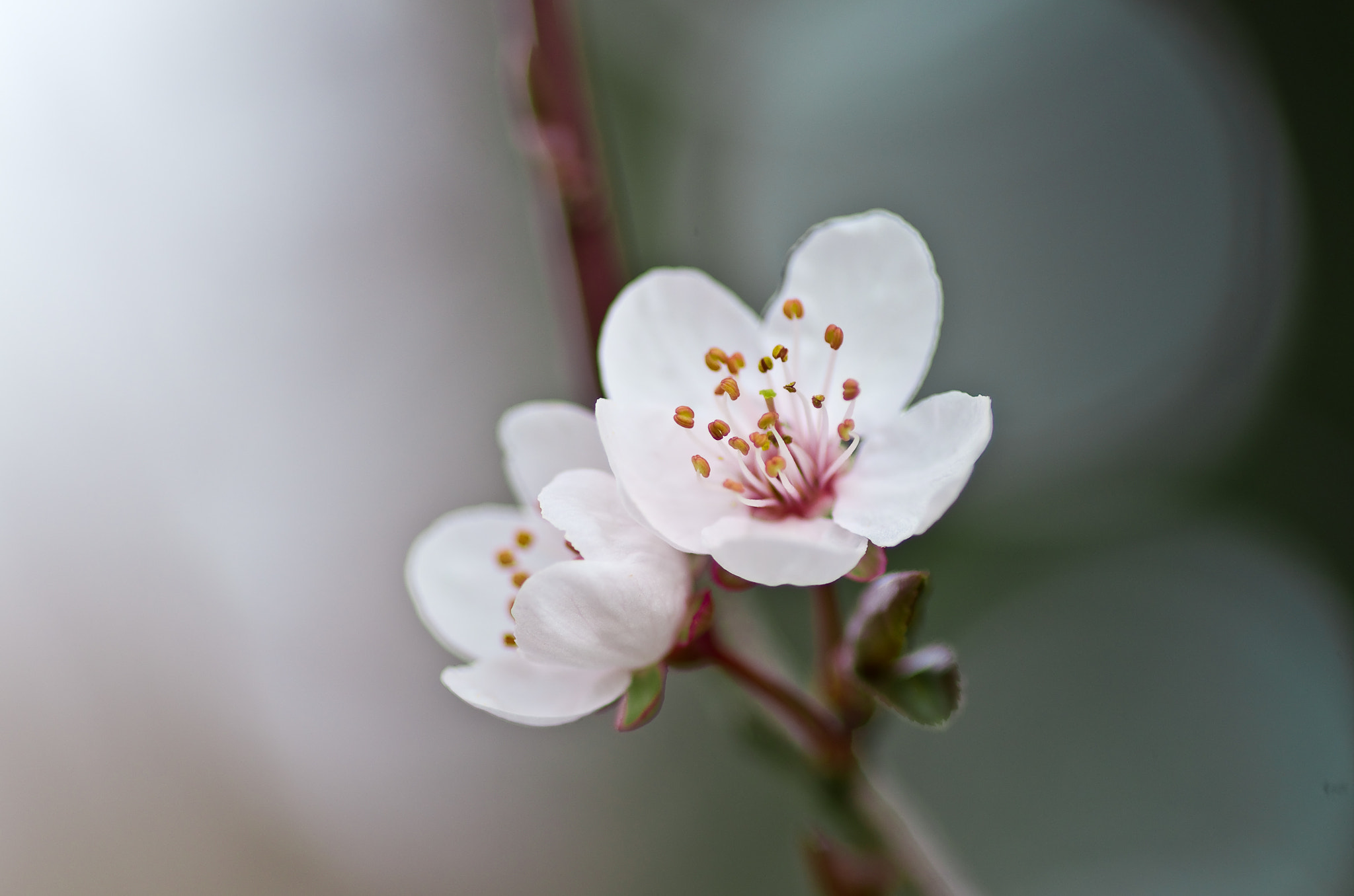 Pentax K-5 sample photo. Fleurs de cerisier  photography