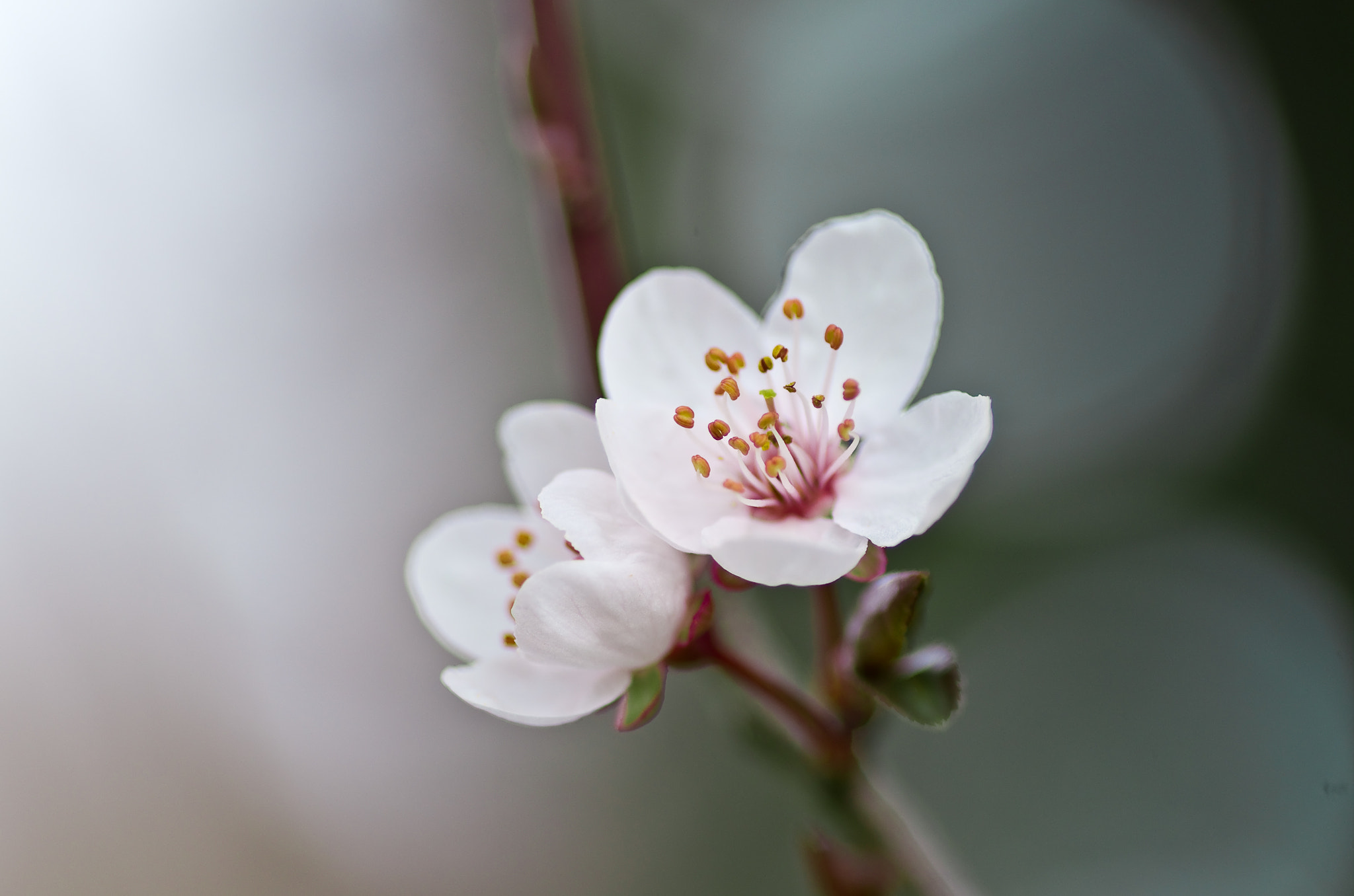 Pentax K-5 + Pentax smc D-FA 100mm F2.8 Macro WR sample photo. Fleurs de cerisier  photography